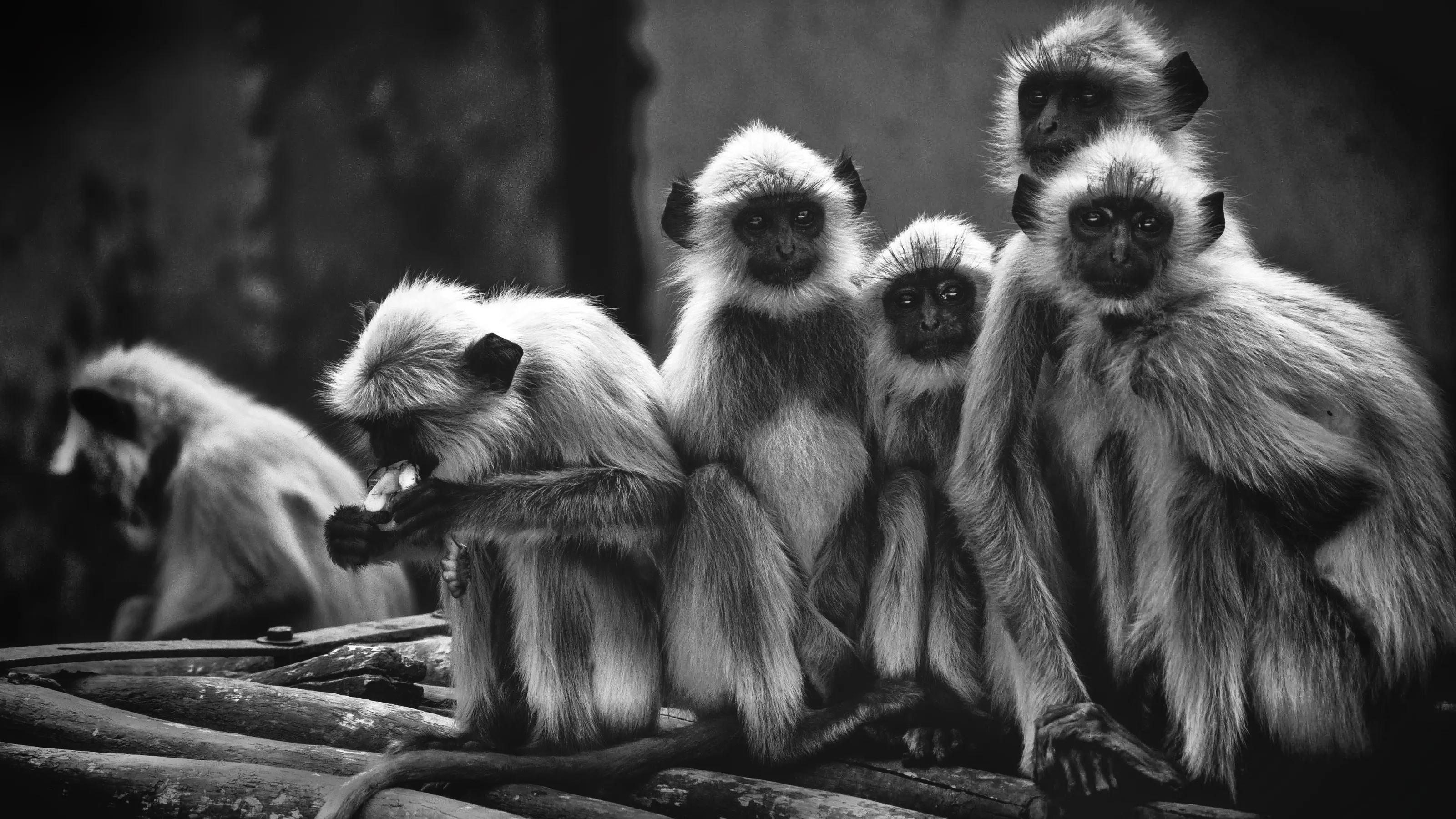 Hungry Monkeys