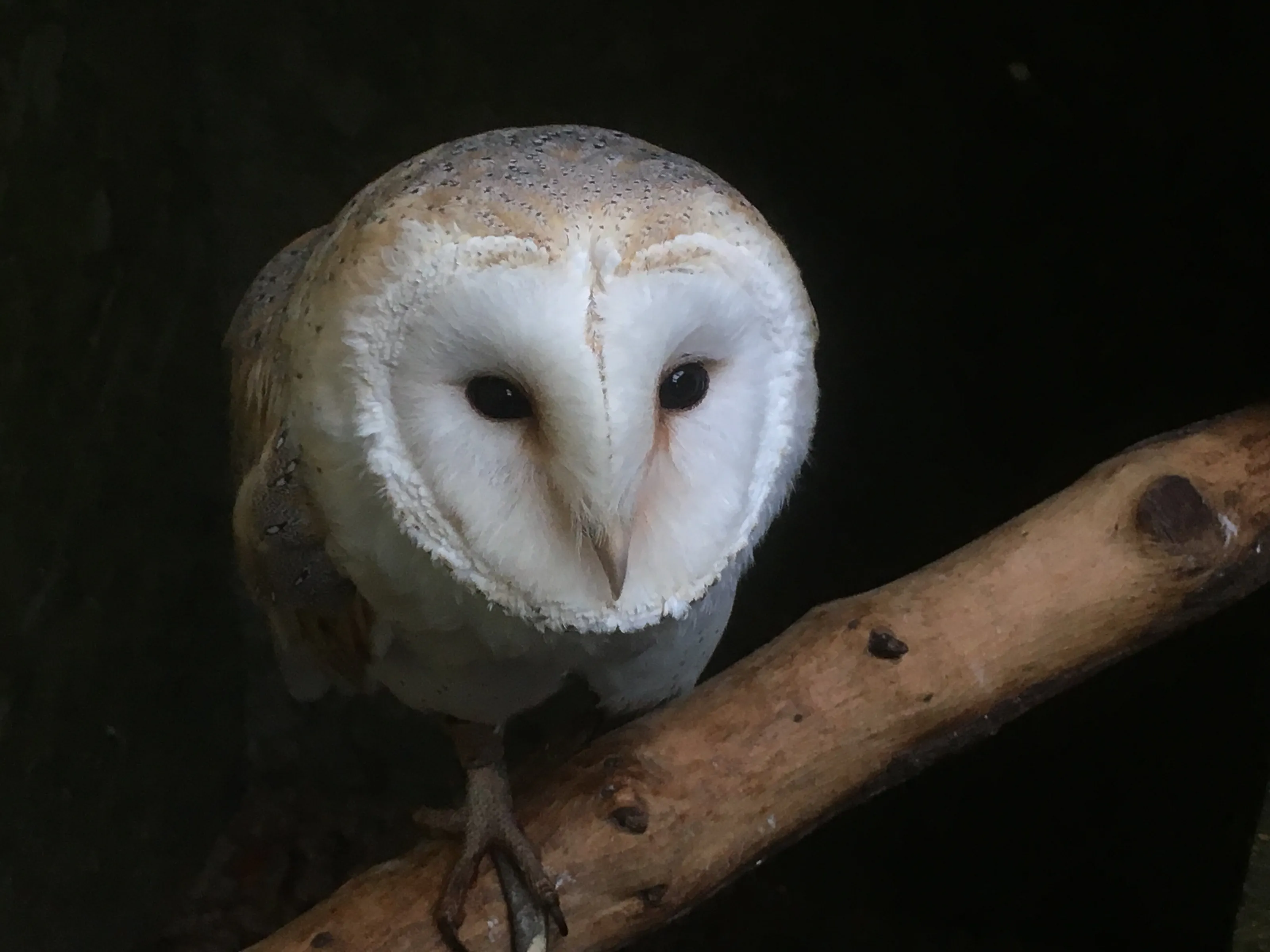 Barn Owl