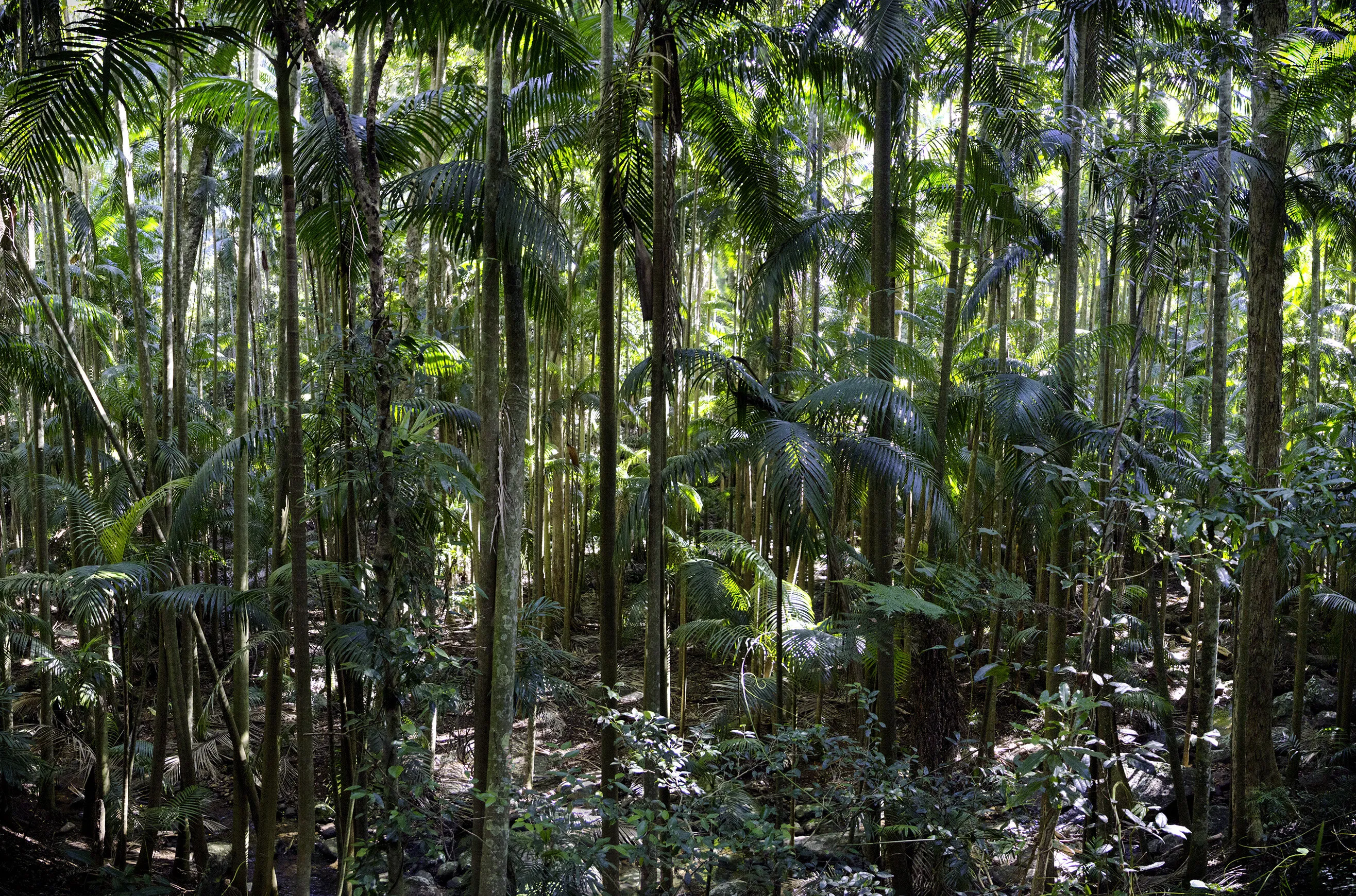 Tamborine Mt., Gold Coast (Australia) v2