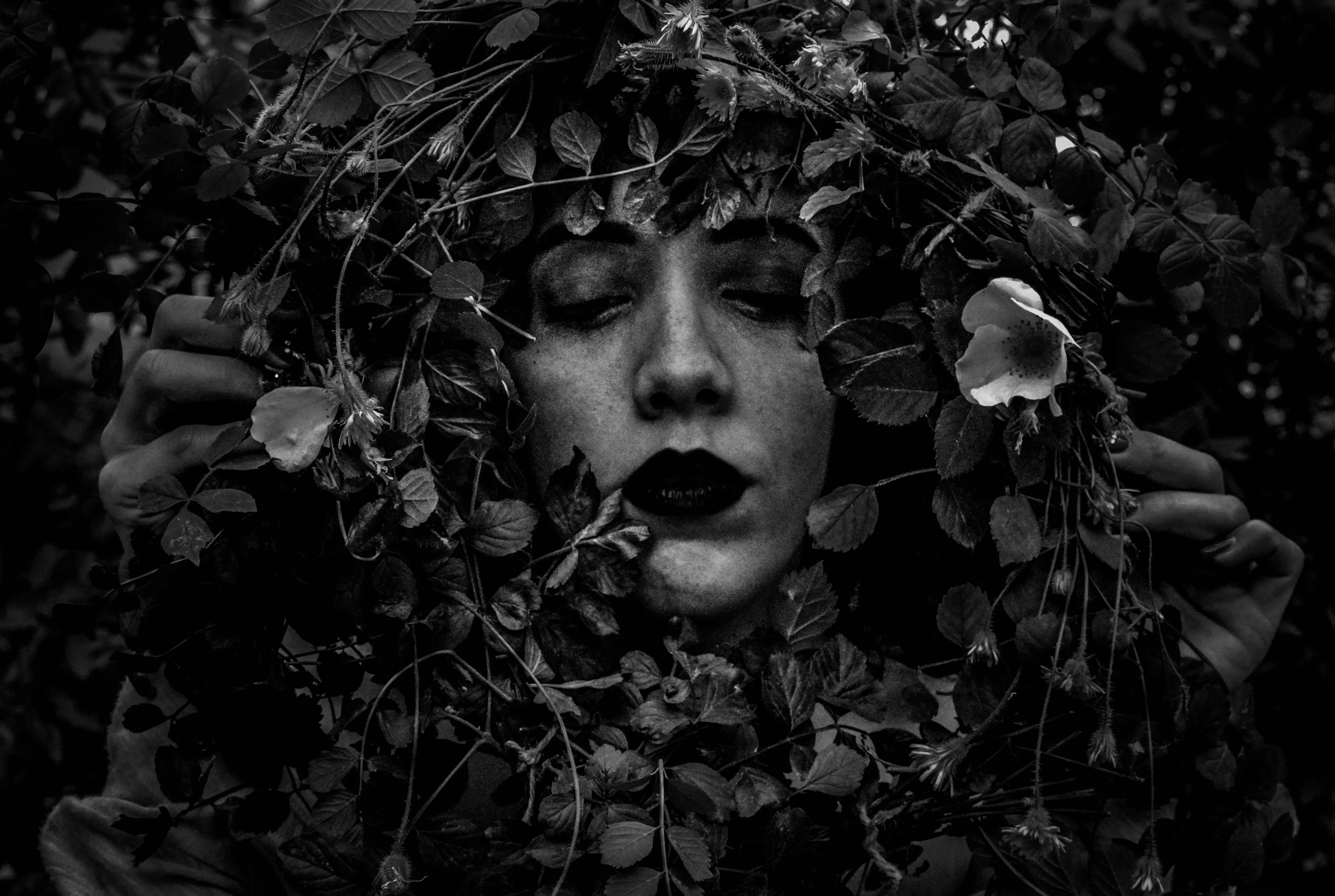 The withered flower.