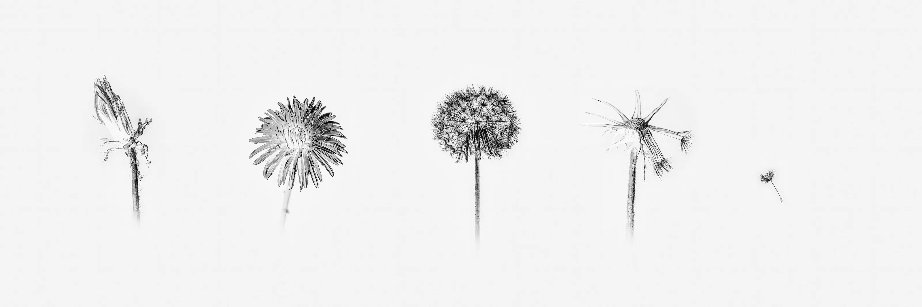 Dandelion Lifecycle
