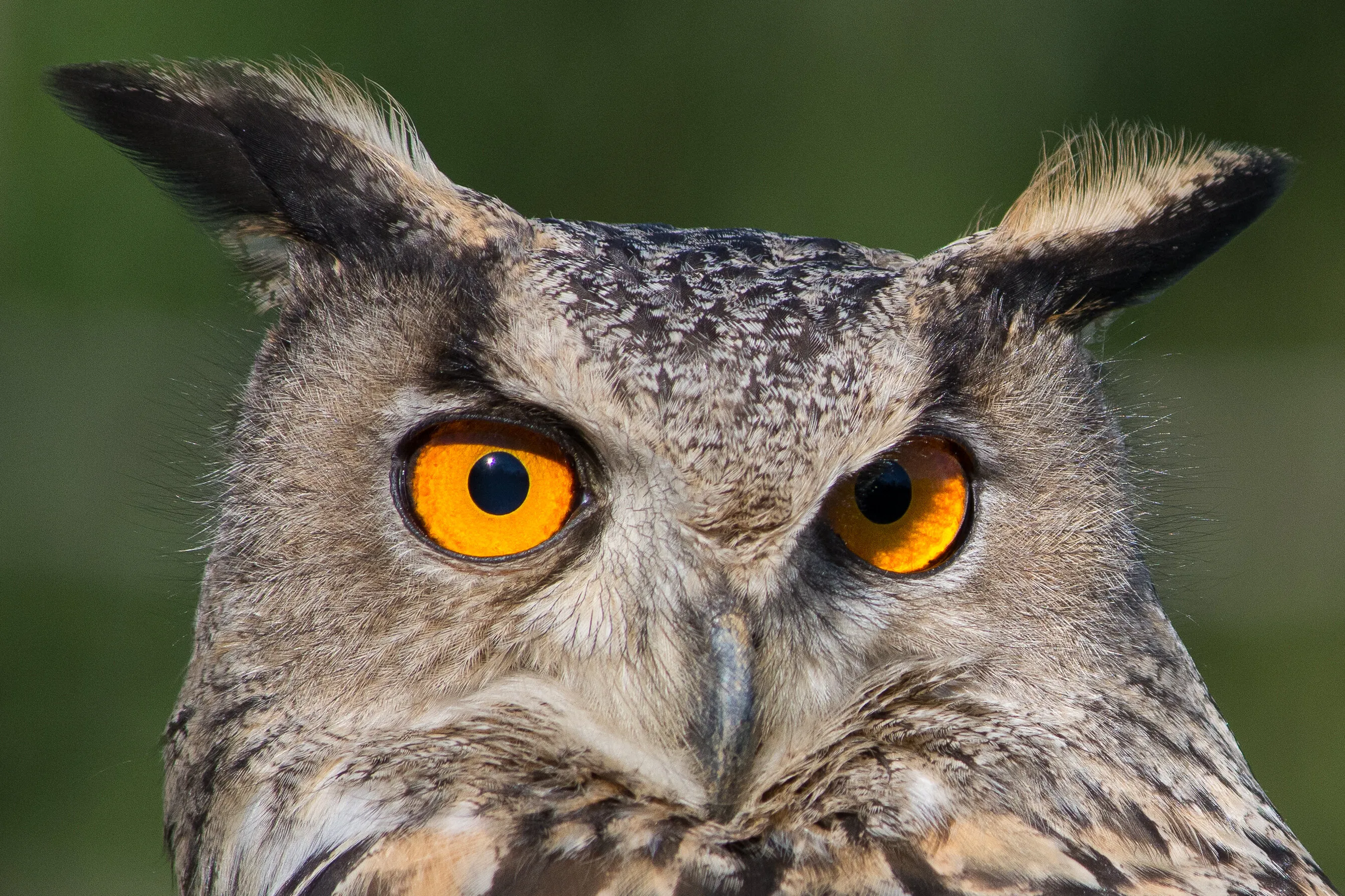 Big eyes