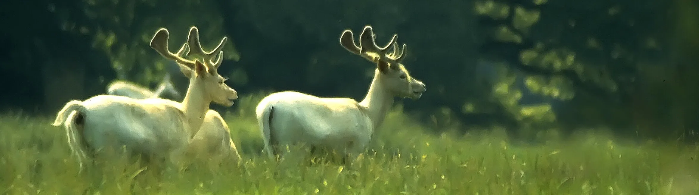 White Deer of Mallow, Ireland