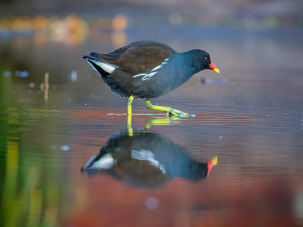 Entry 28542740