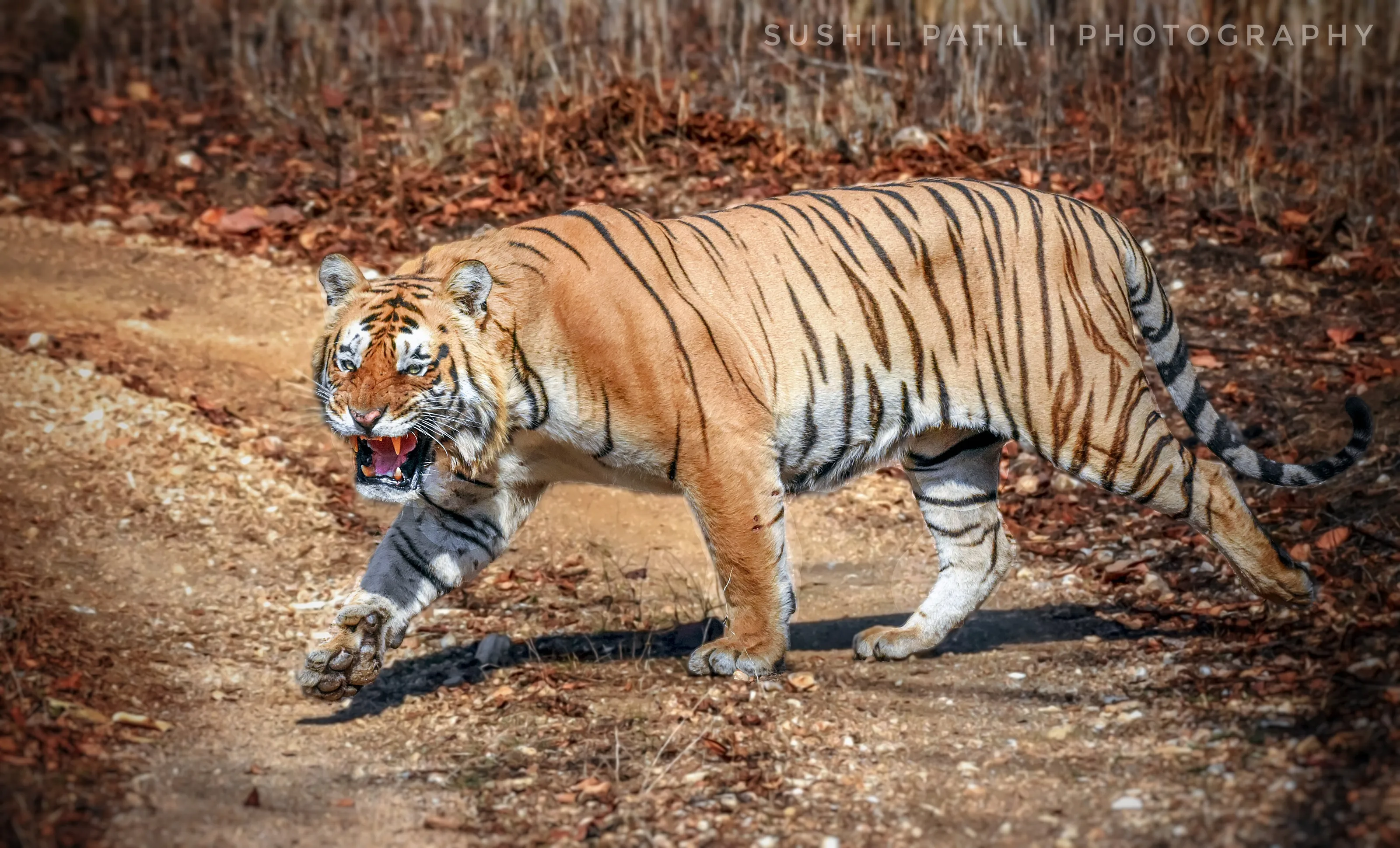 Angry Adult Tiger