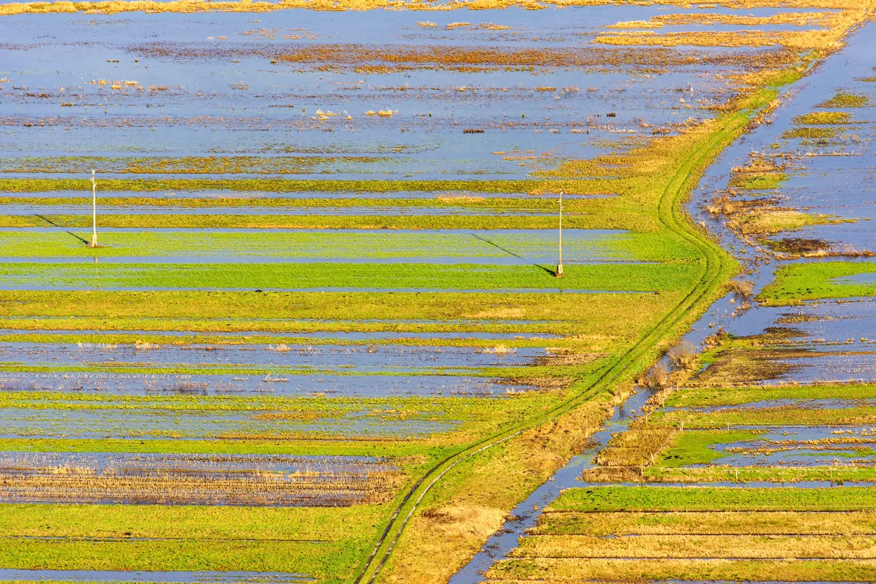 Field of stripes