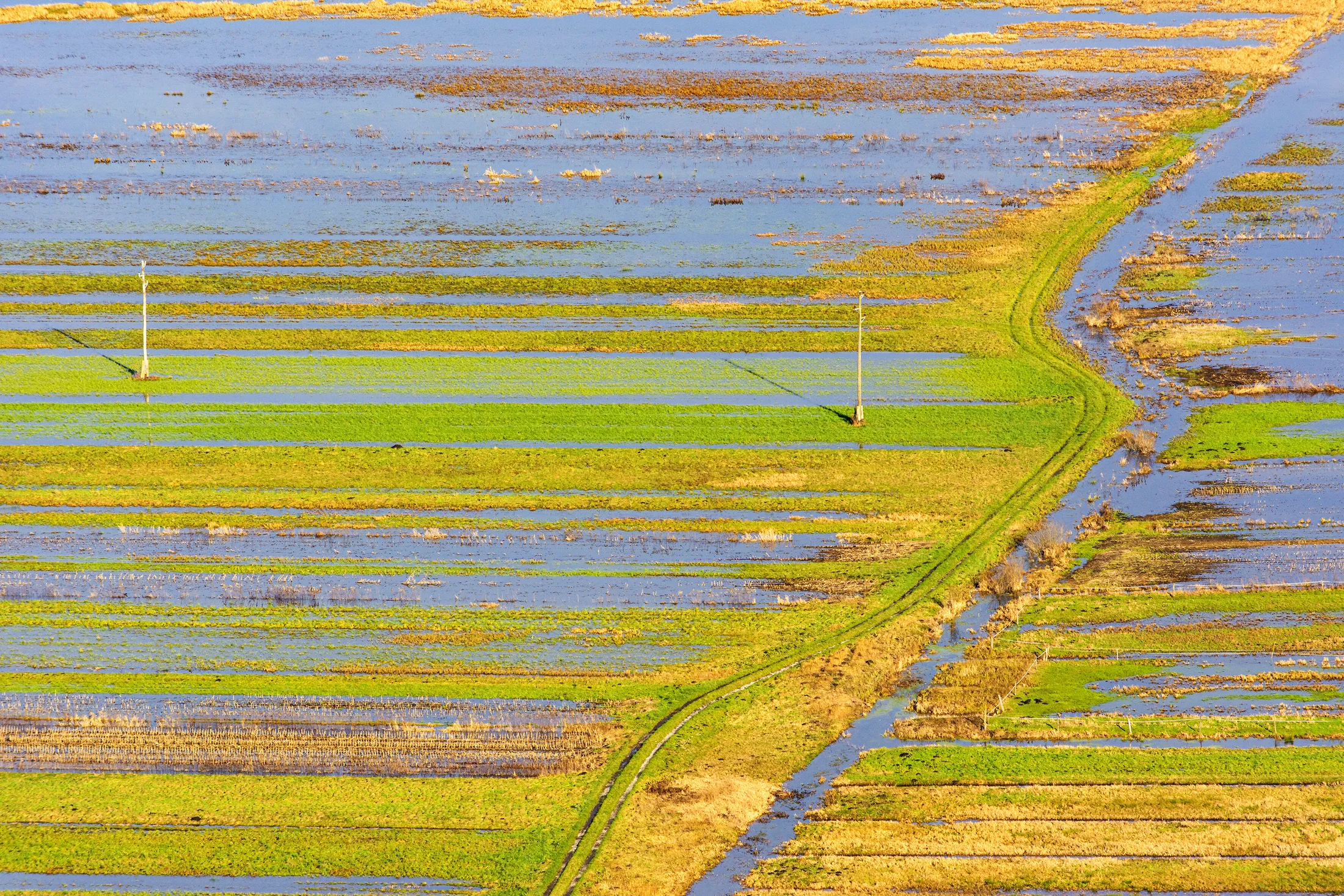 Field of stripes