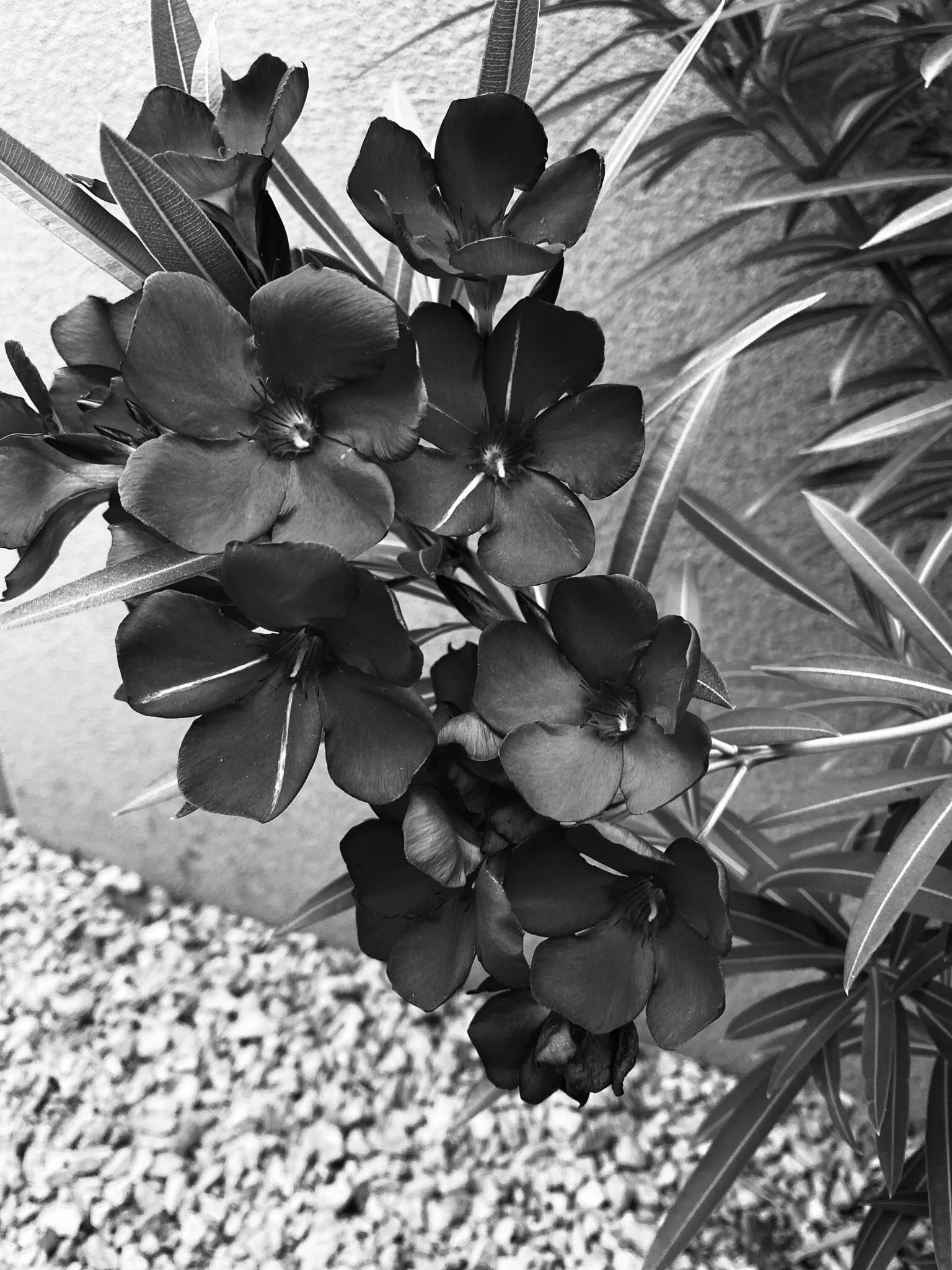 Dark Spring