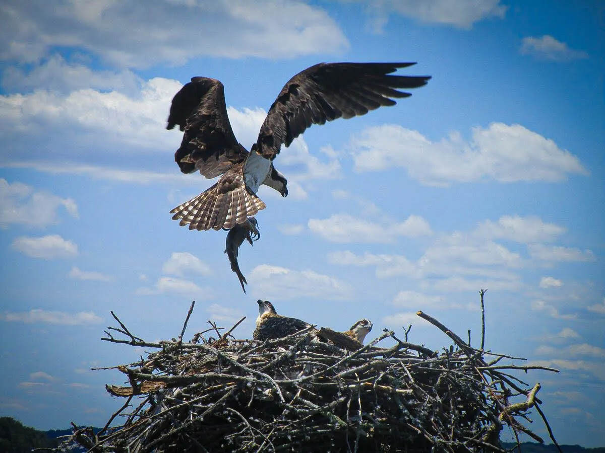 Osprey feeding fish to babies!
