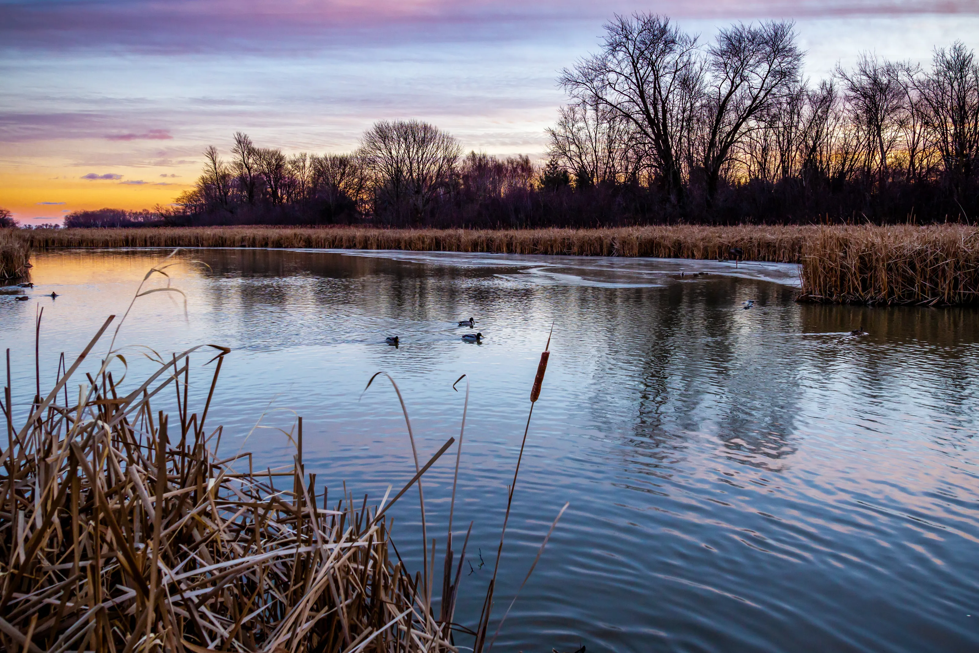 Lynde Shores Reed Beds