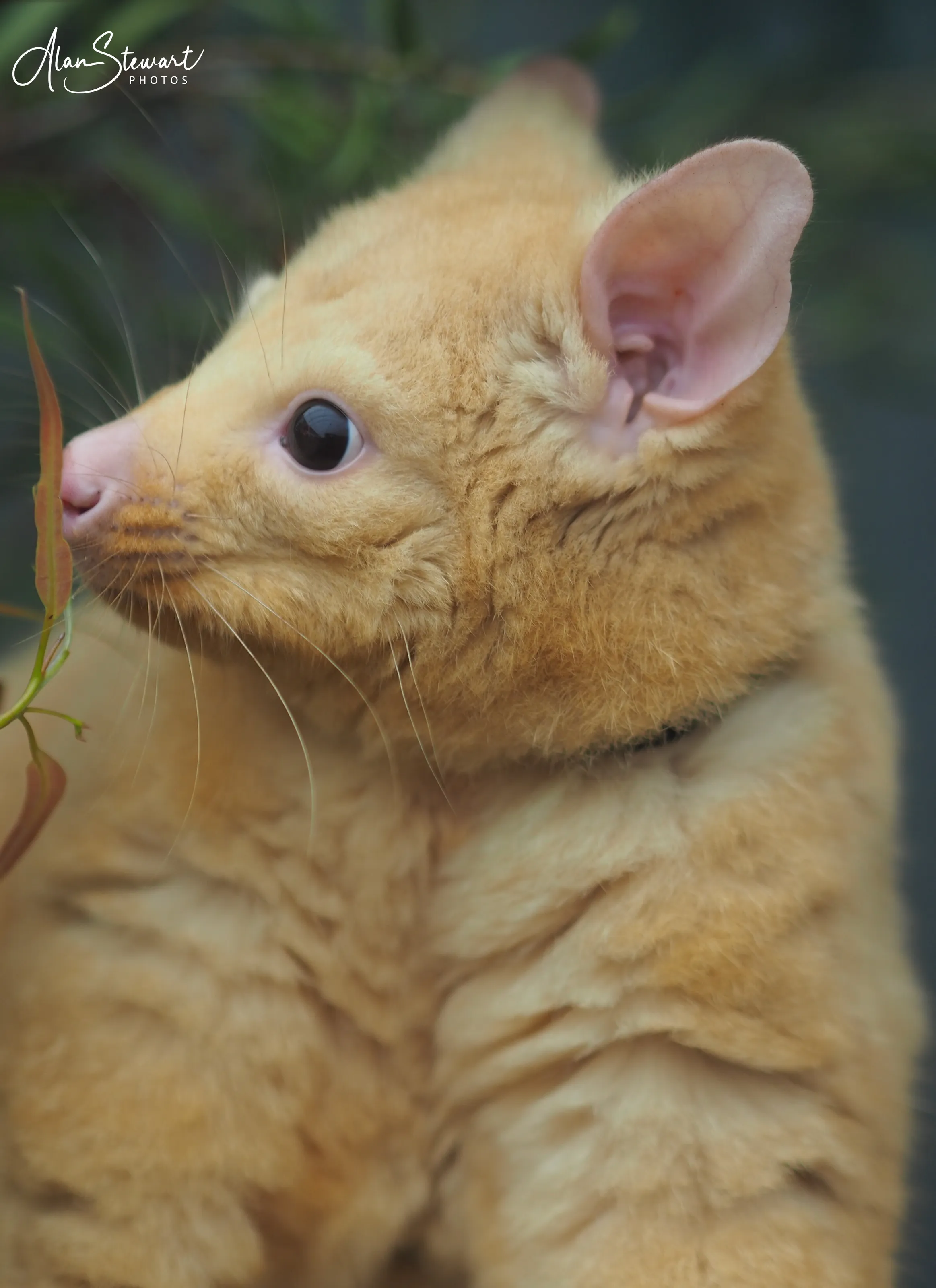 Golden Brushtail Possum