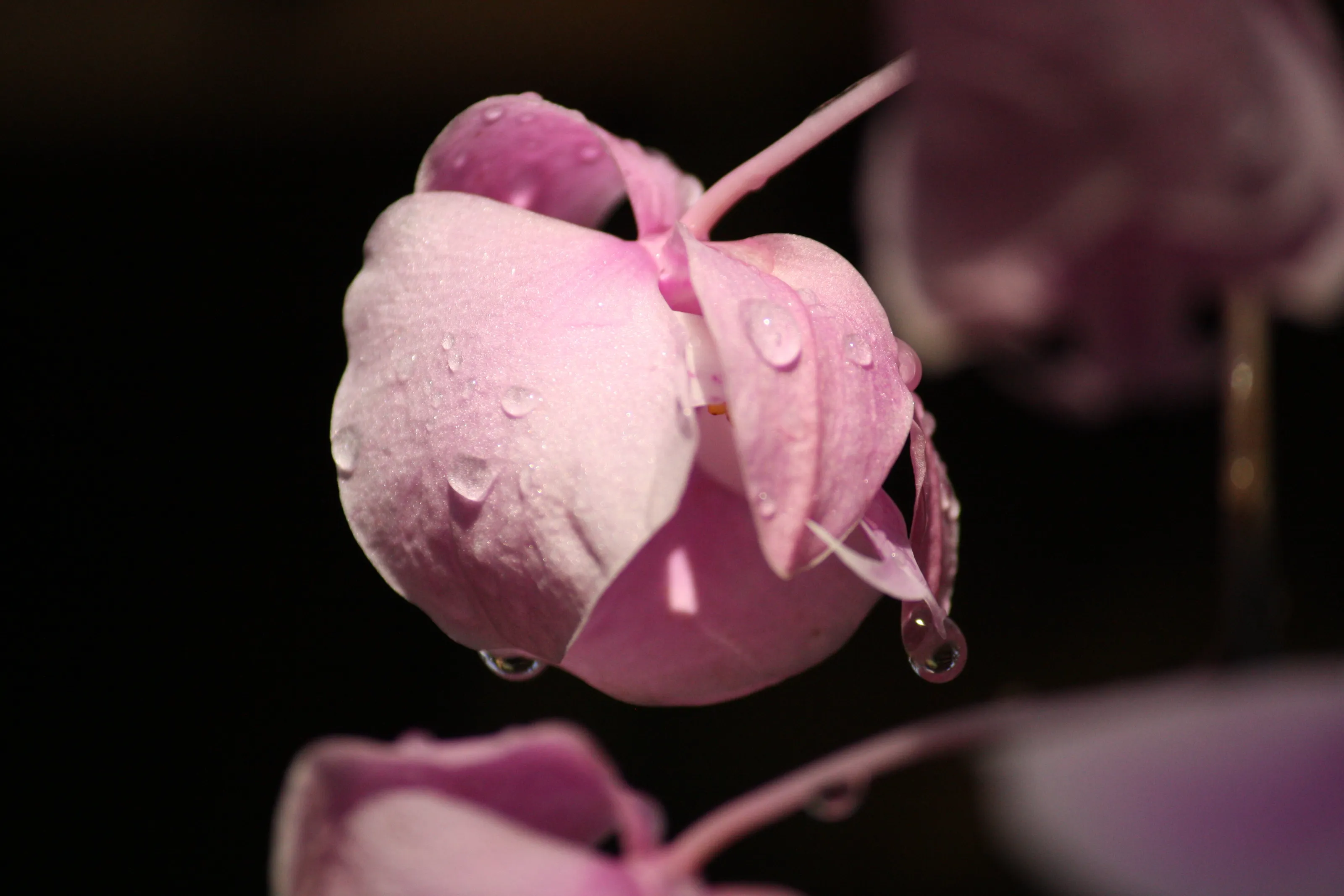 Orchids in Atlanta