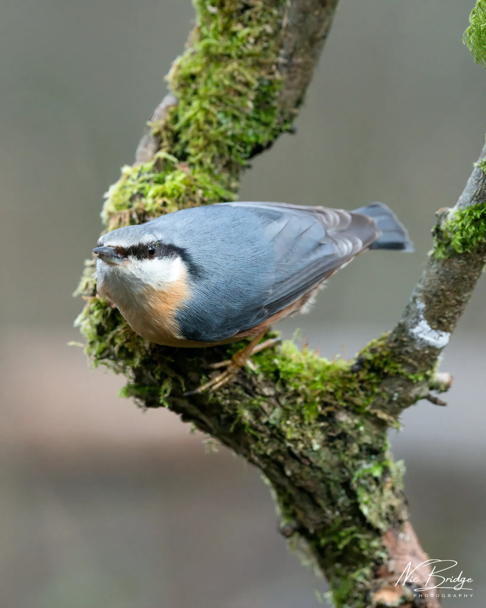 Nuthatch Being Nosey
