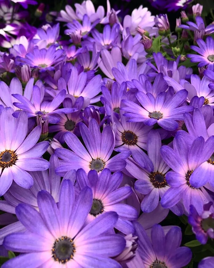 Purple Flowers