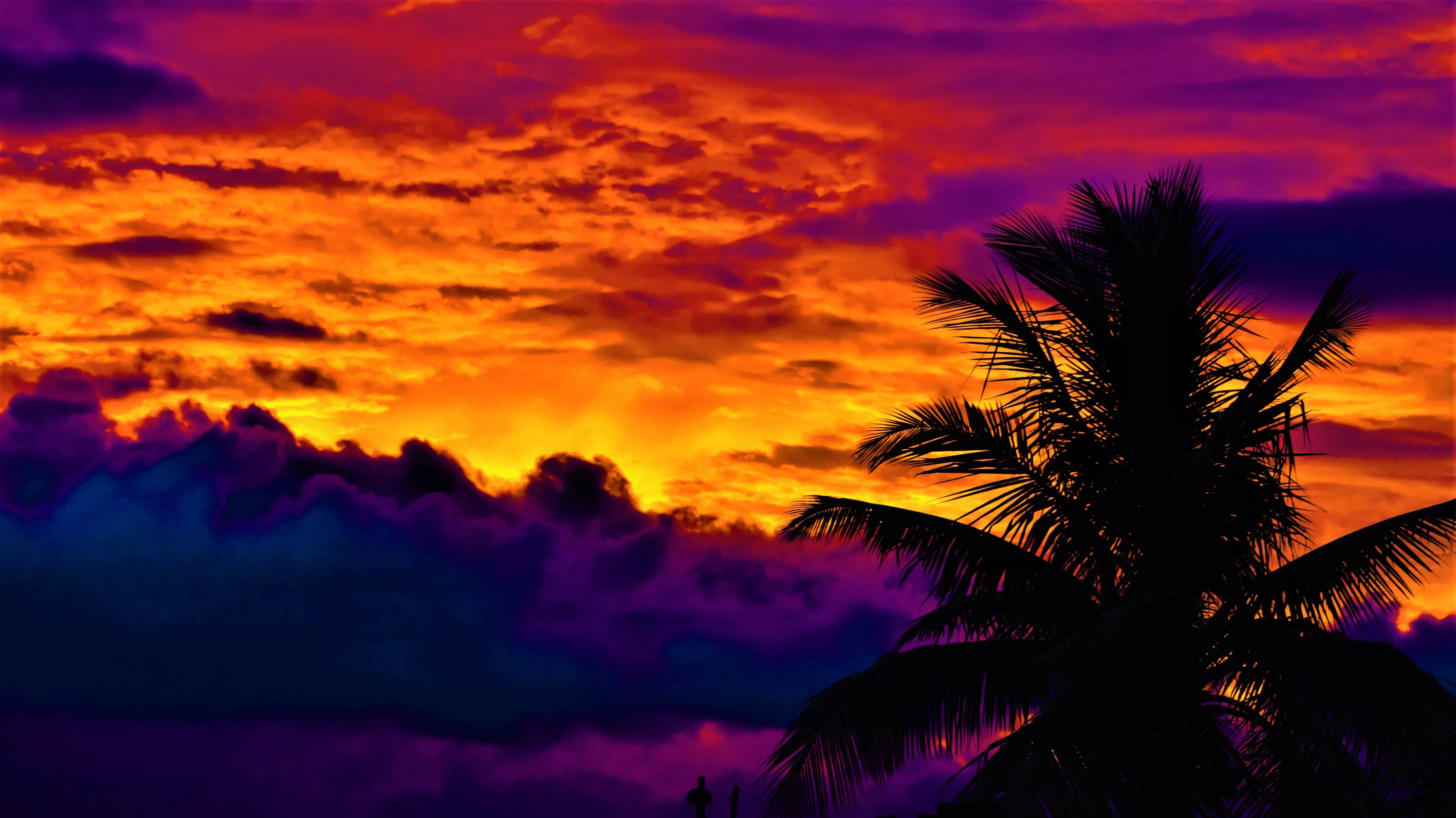 PURPLE CLOUDS WITH A COCONUT TREE.