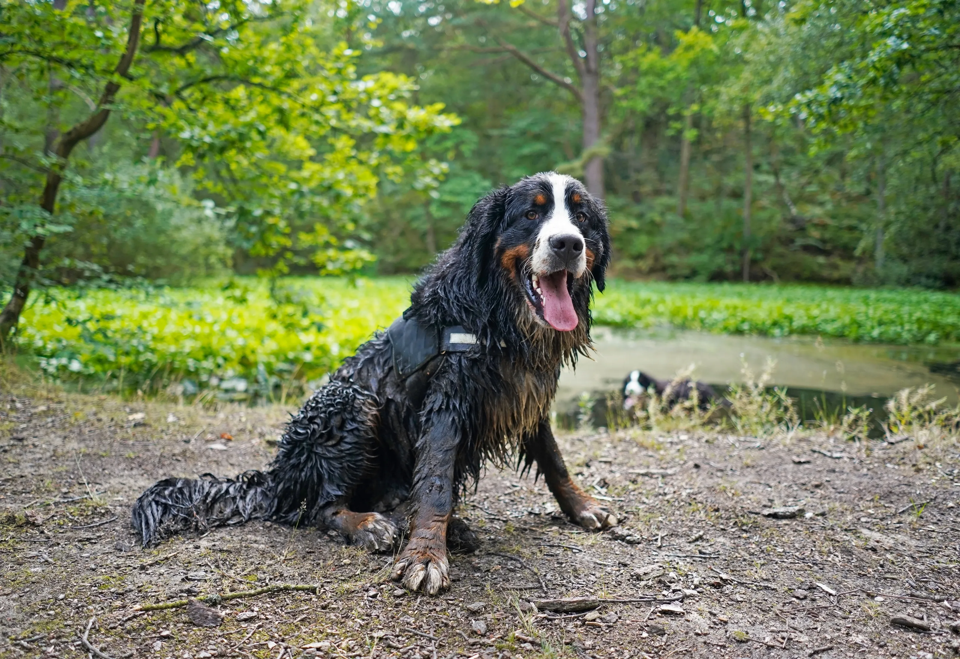 Happy and dirty Bernese Mountain Dog