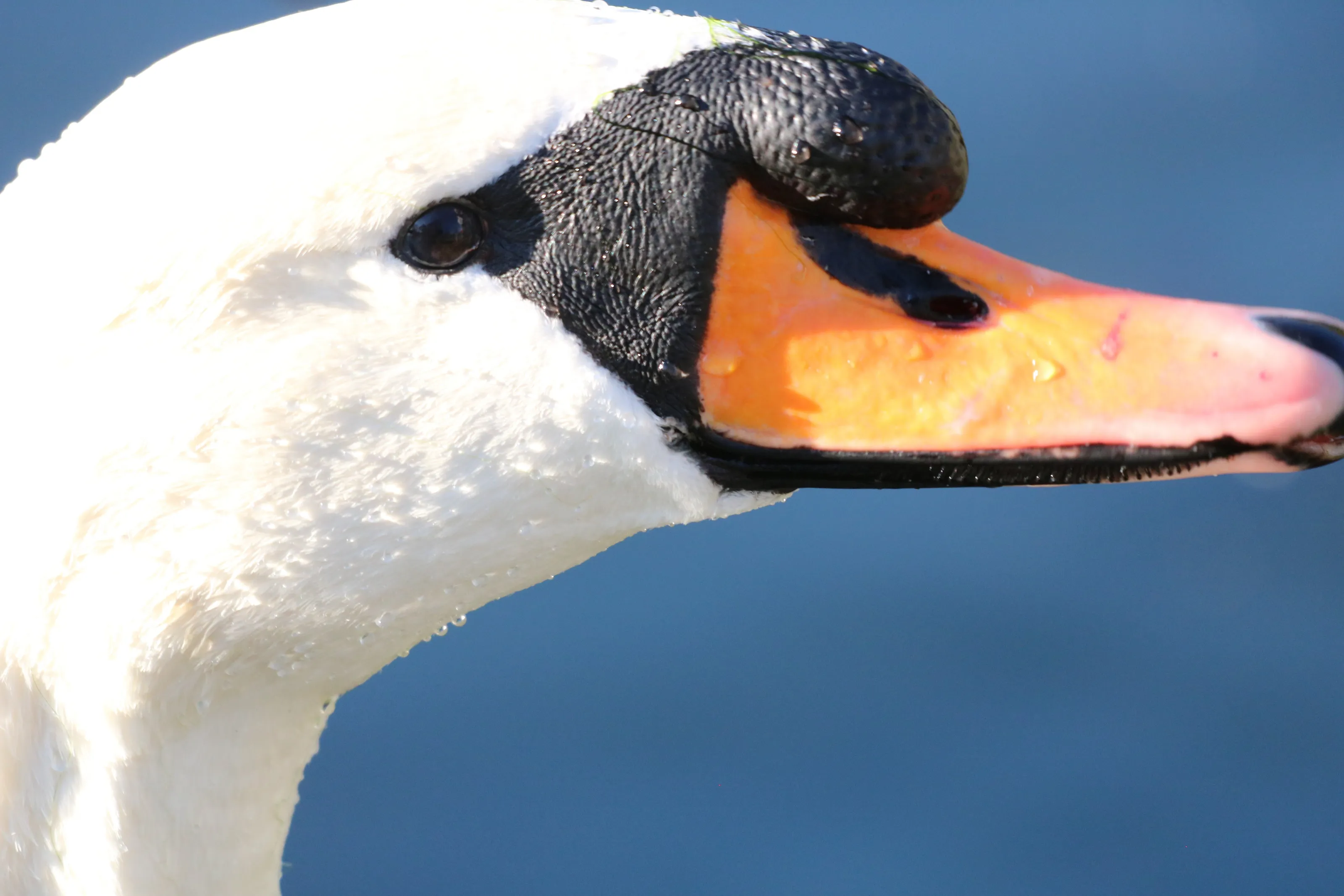 Swan