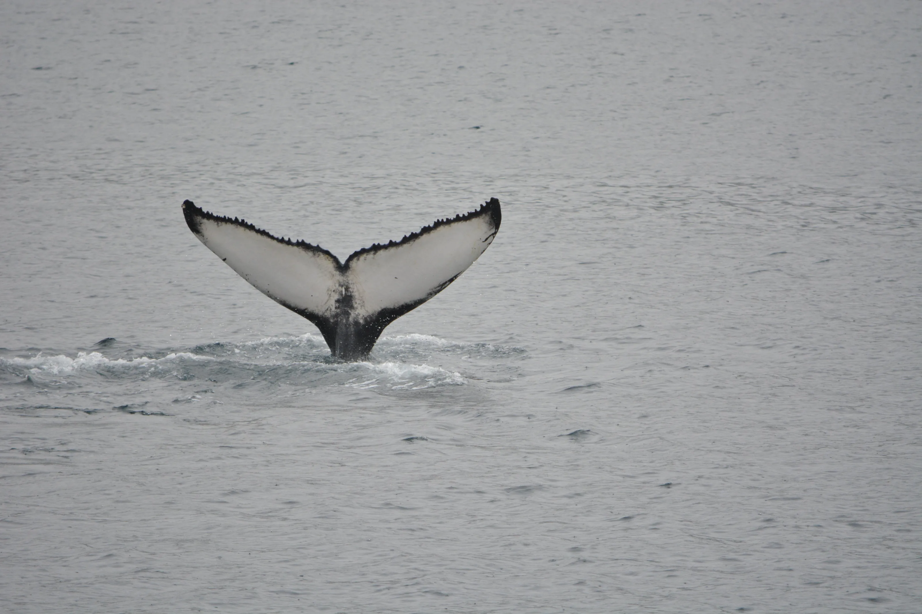 whale tail