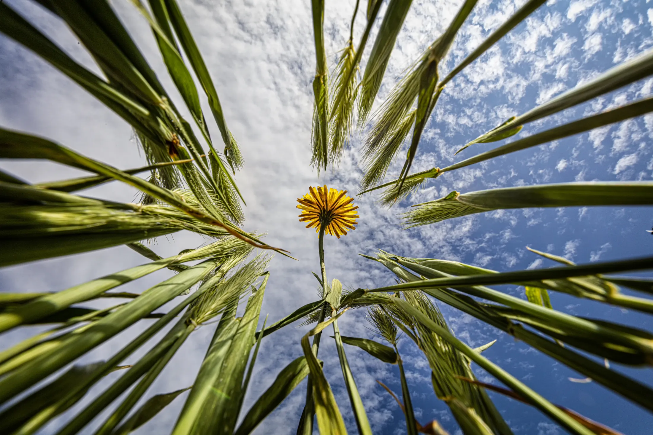 dandelion flower, looking up