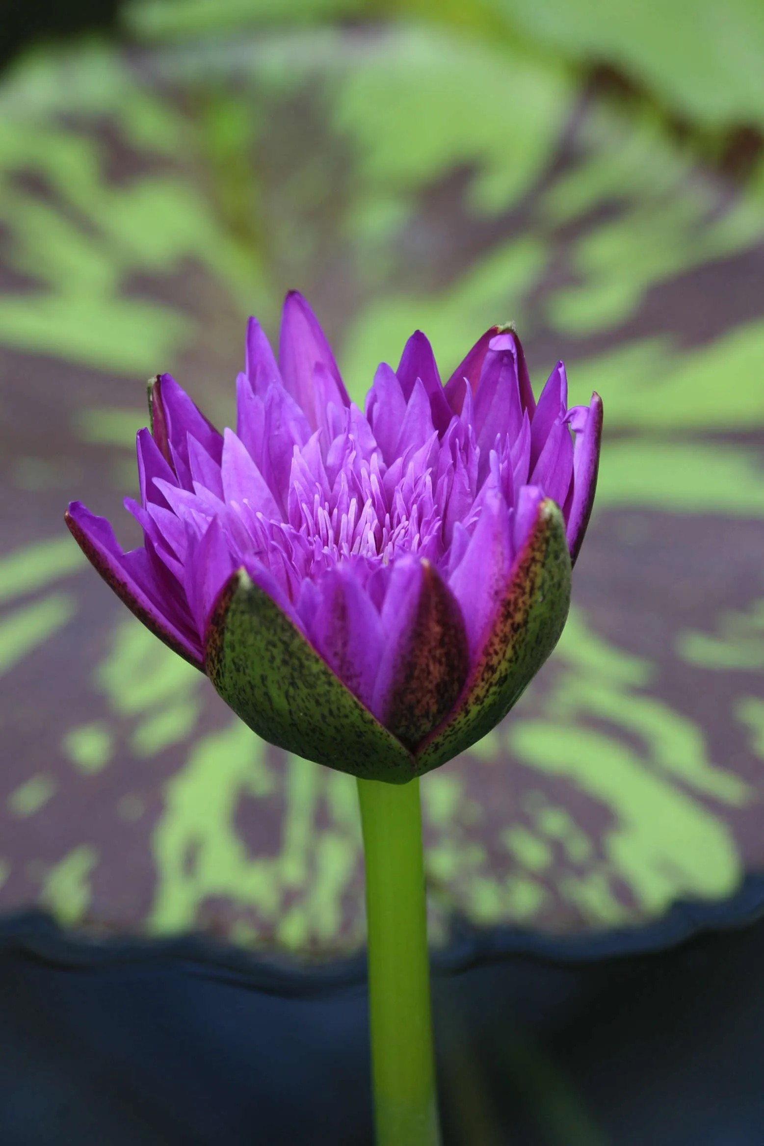 Water Lily