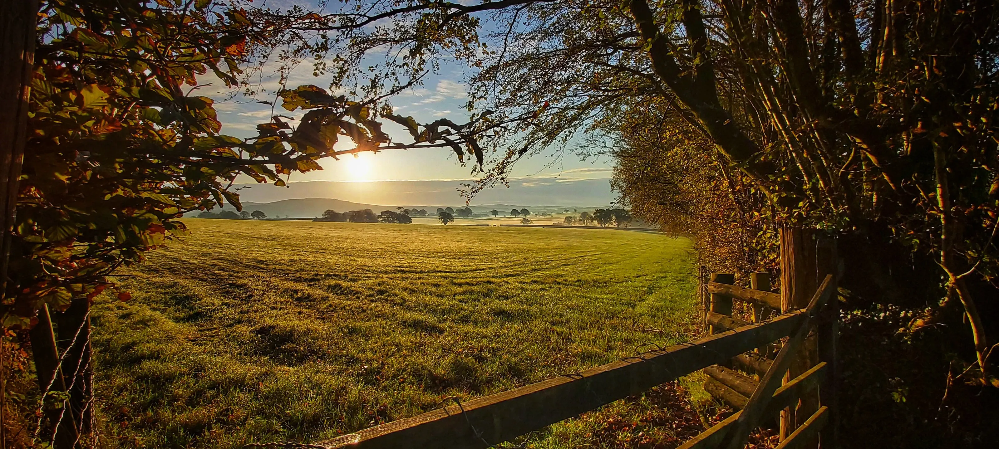 Morning mist