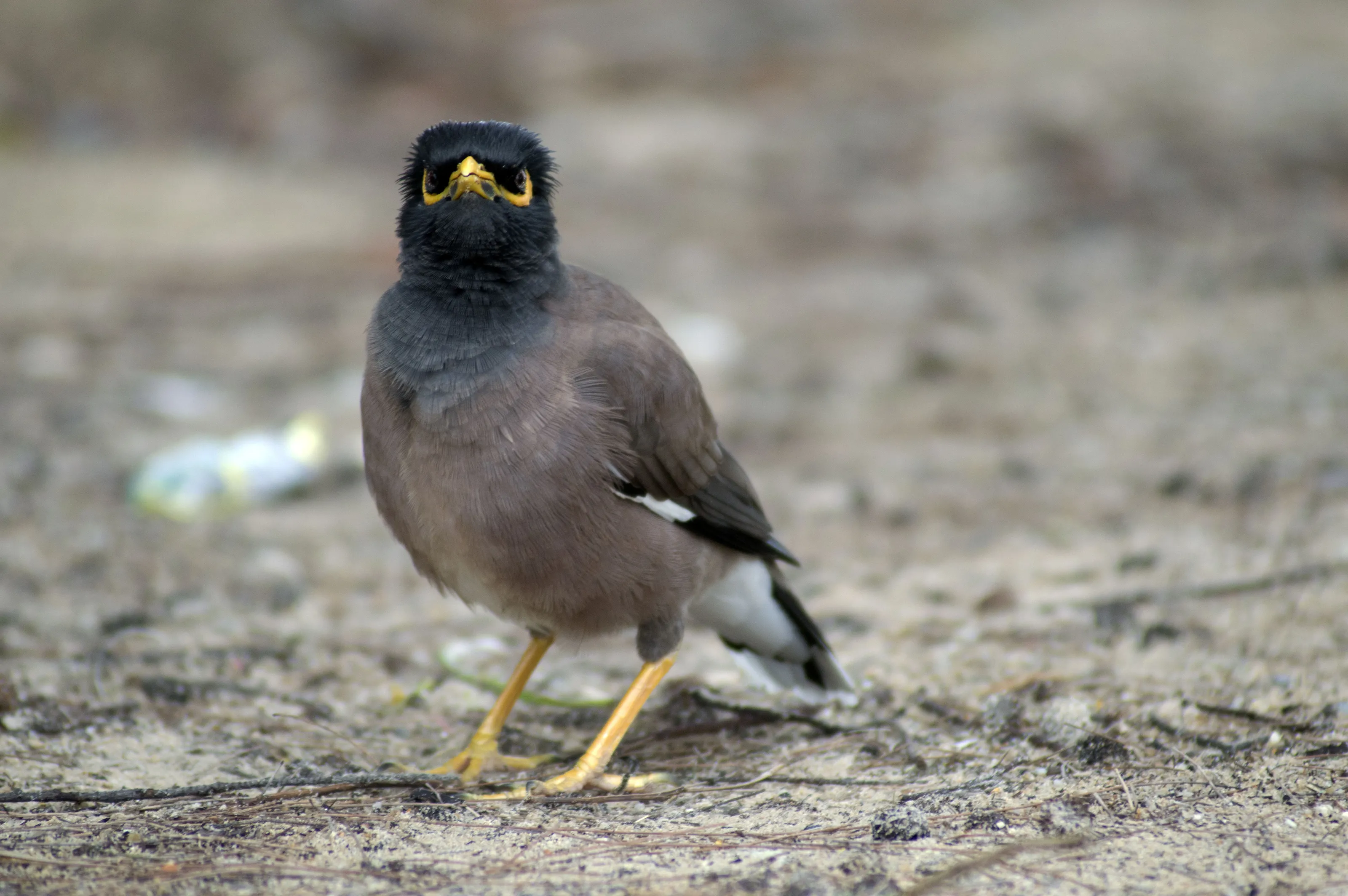bird