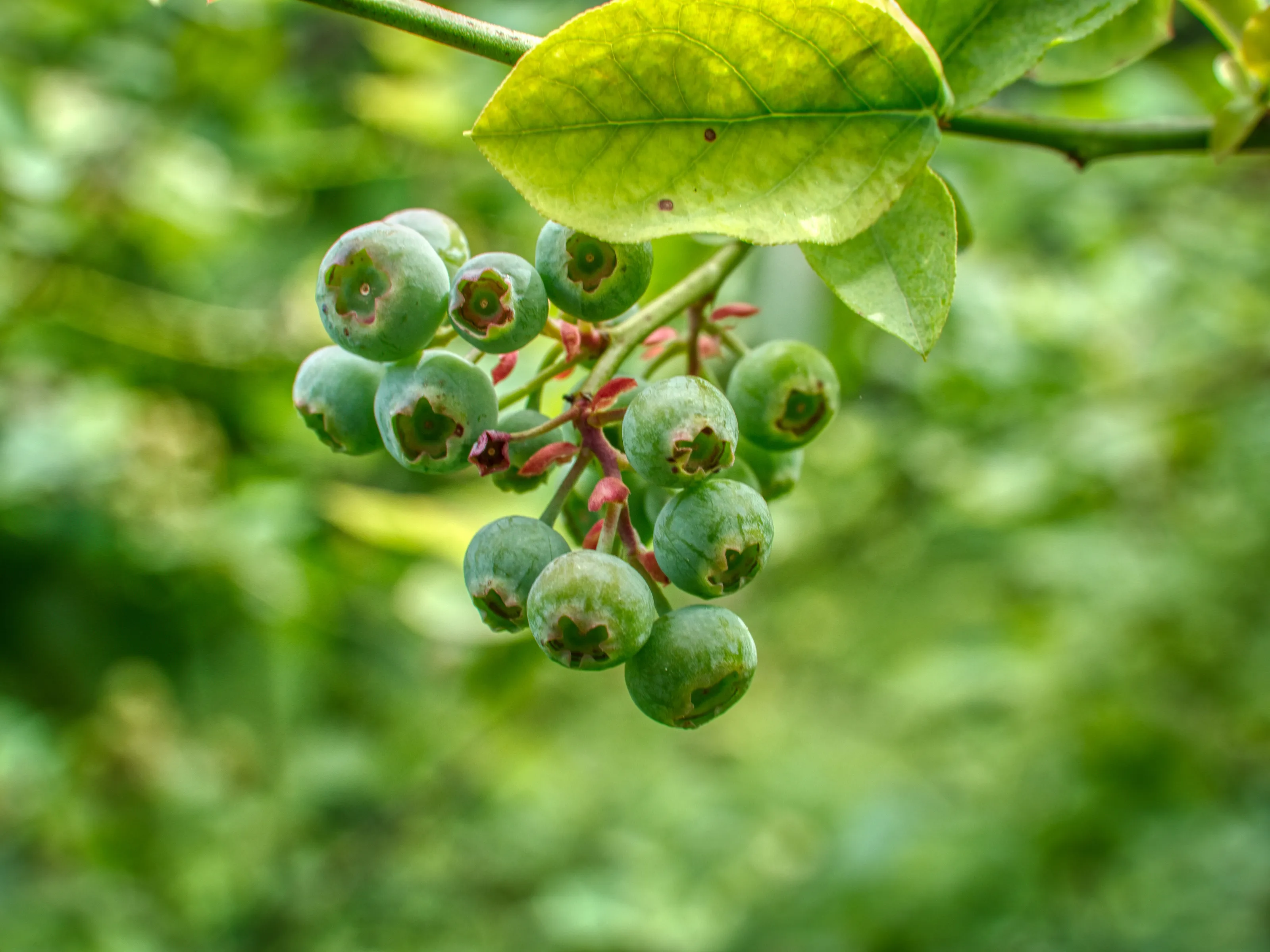 Not Yet - Blueberries