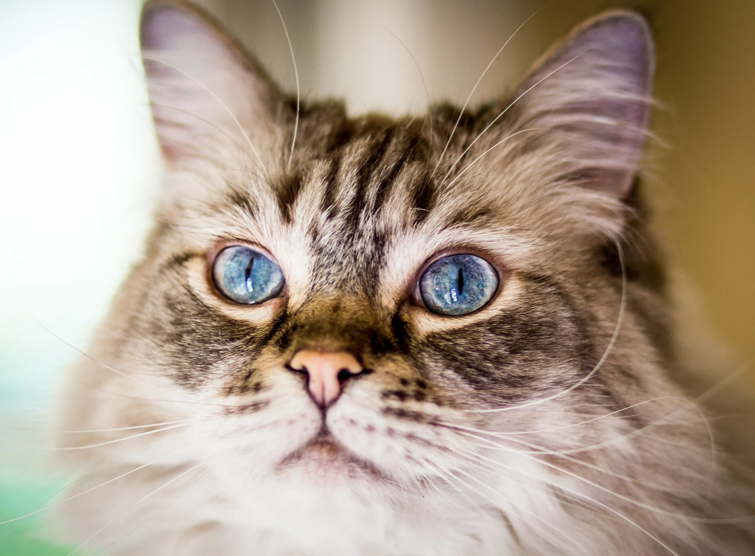 Henri's Eyes