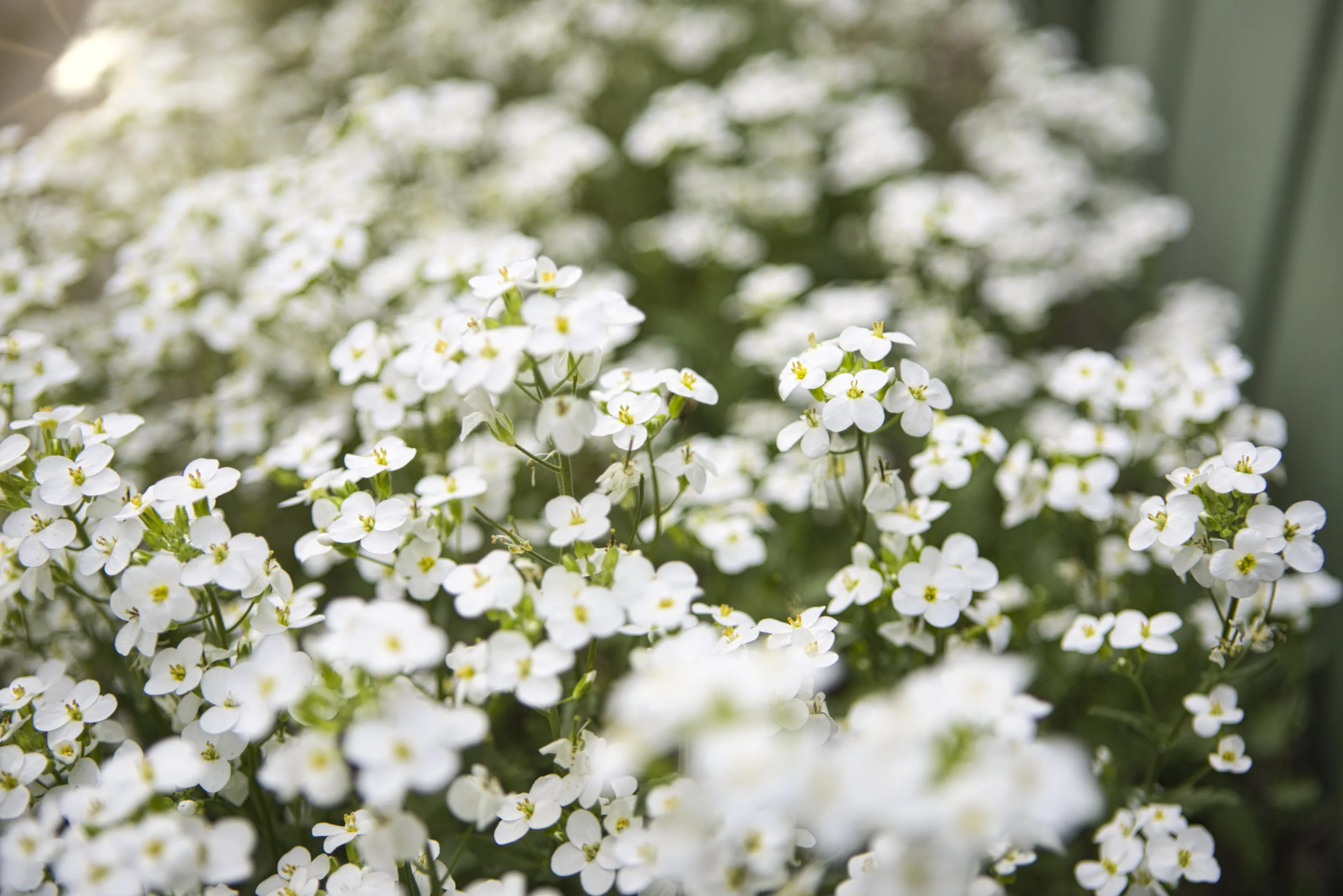 Arabis