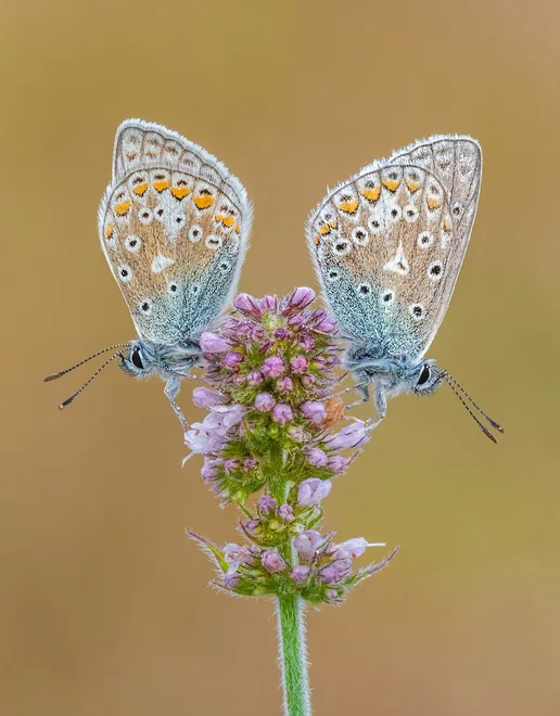 Common Blues on Apple Mint