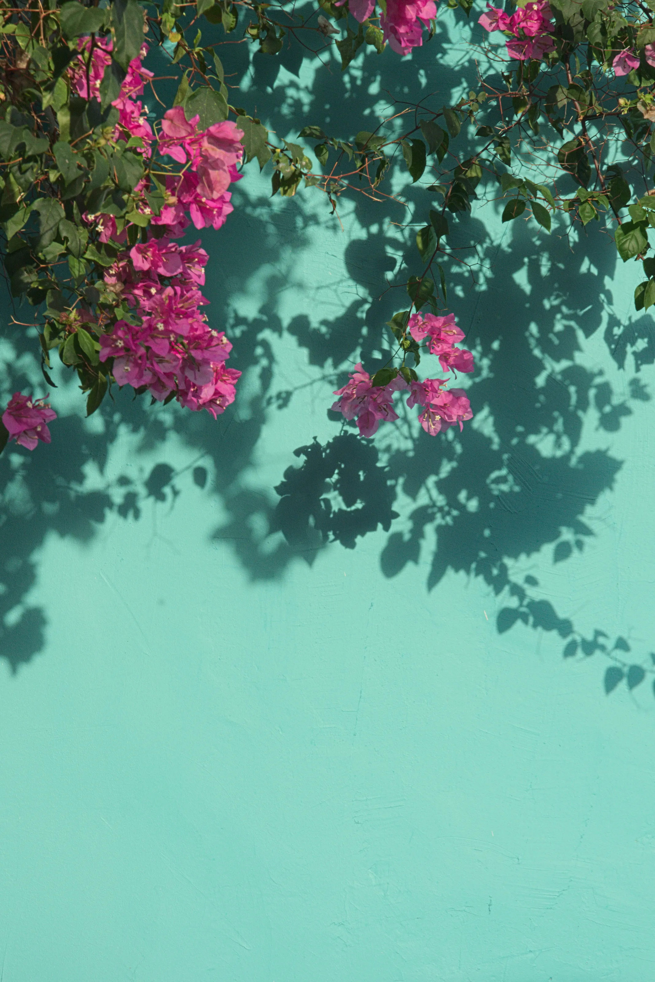 Cartagenan wall