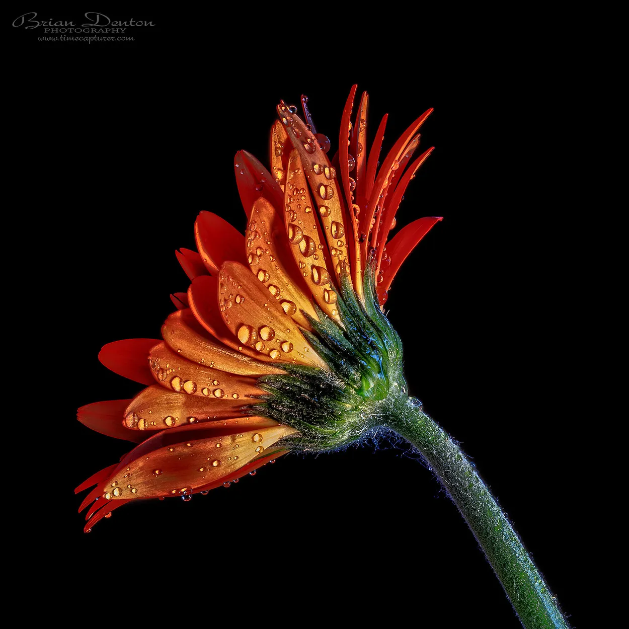 Orange Drops