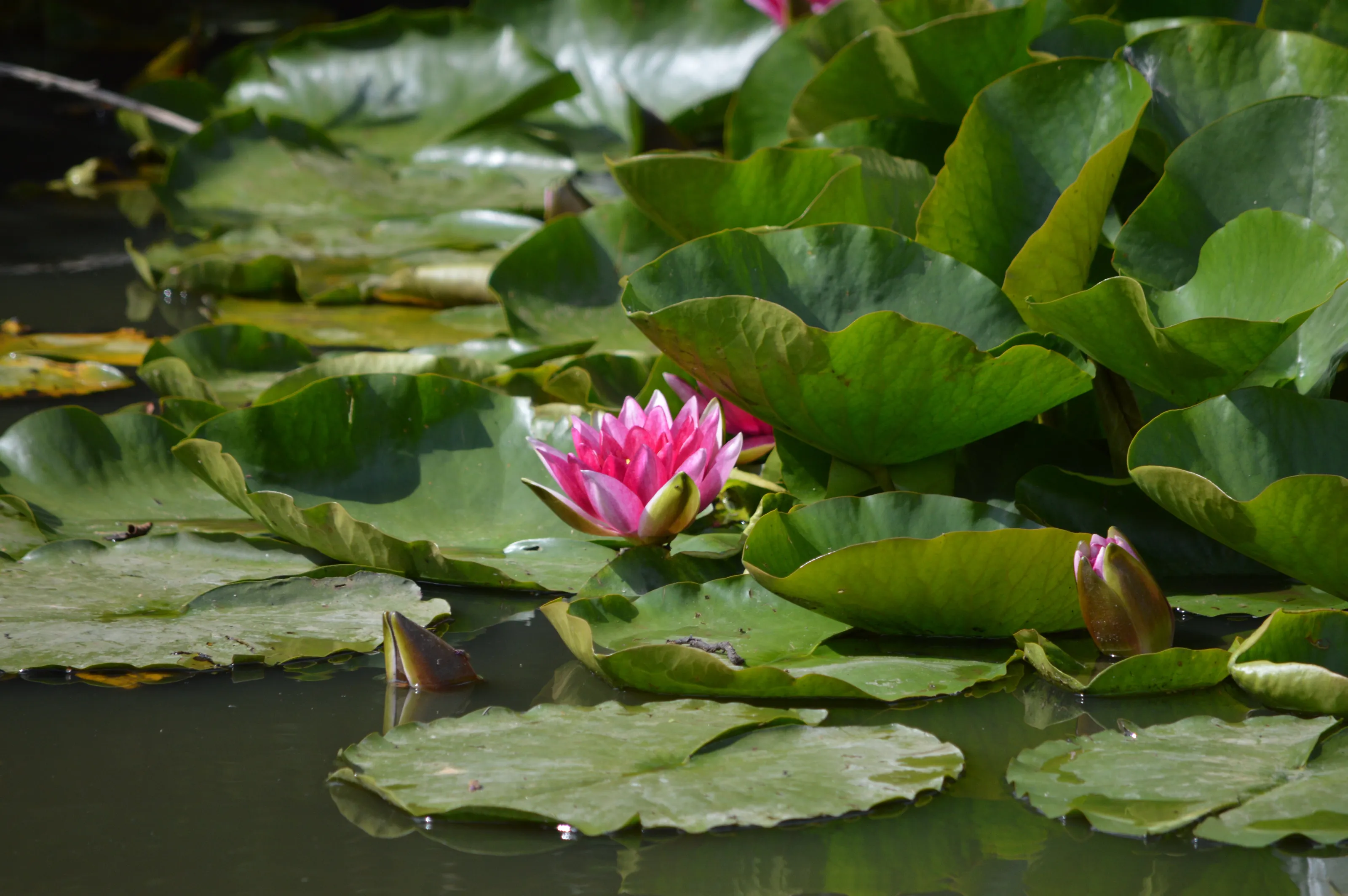 Water lily