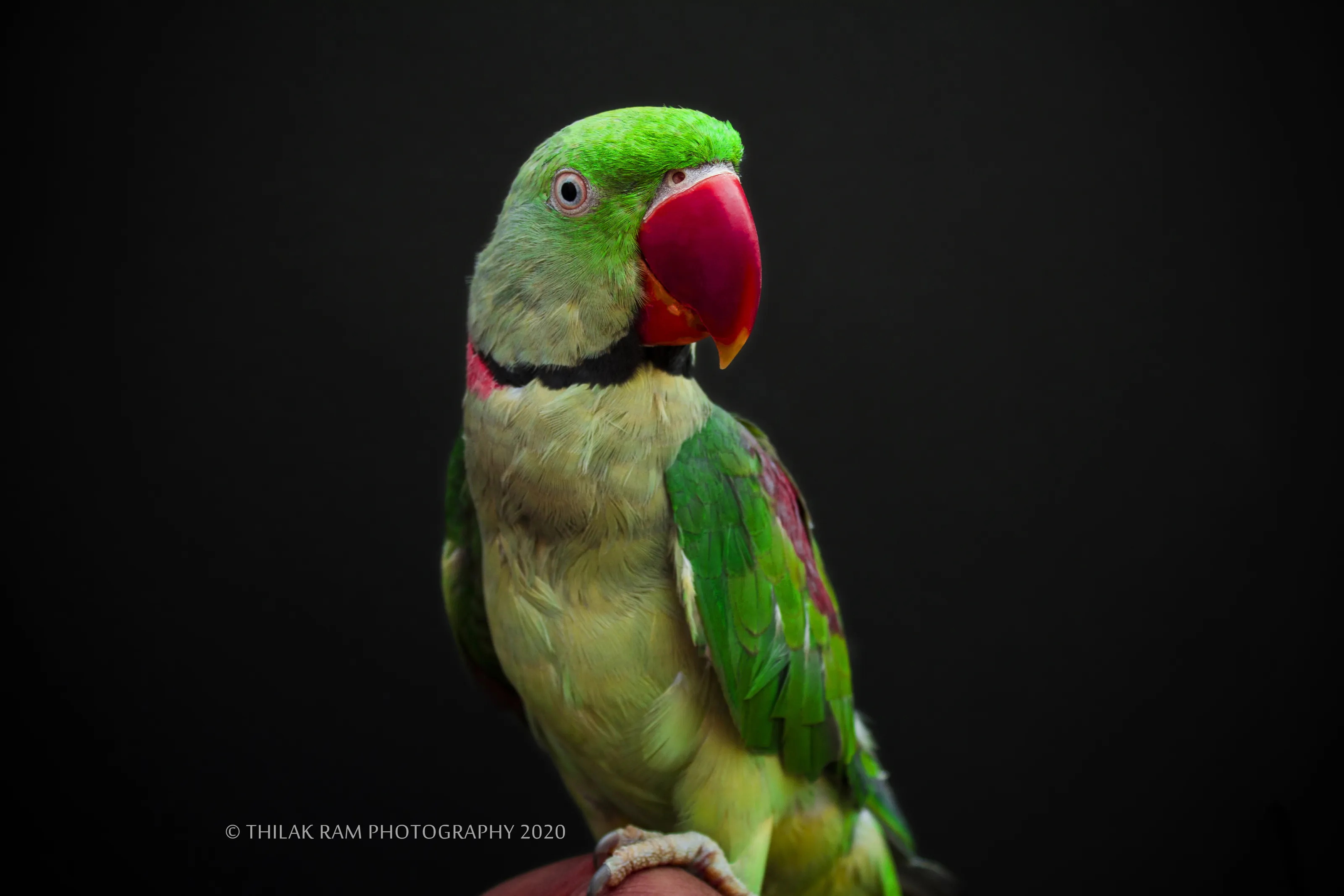 Parrot