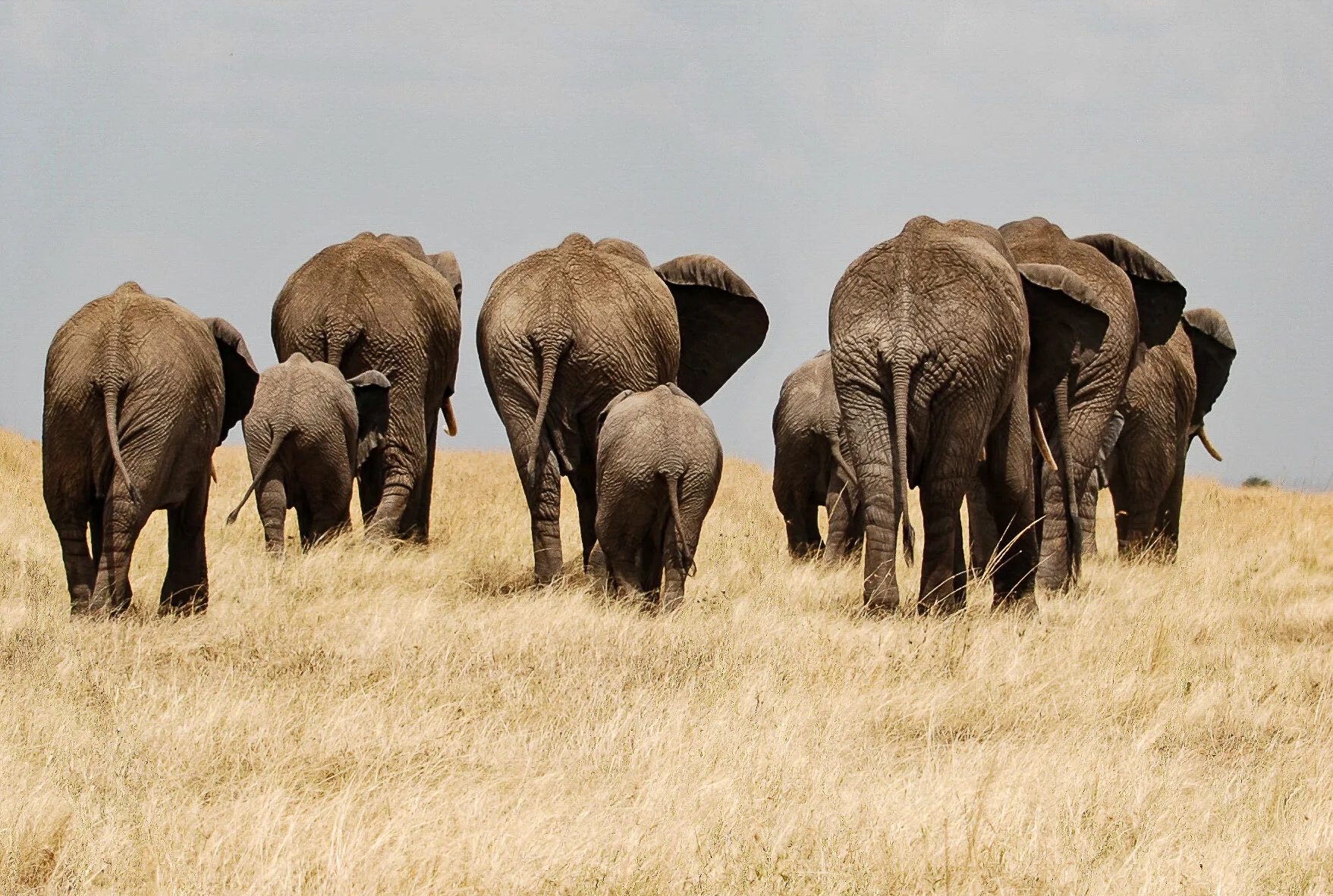 Elephants Going Home