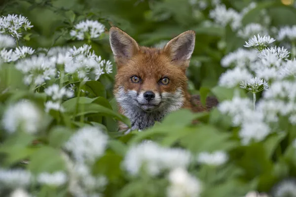 Fox in Wild Garlic