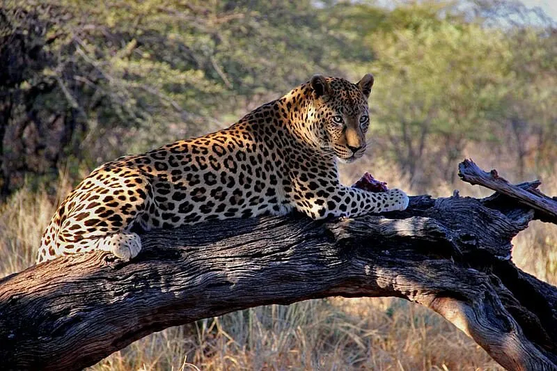 Leopard