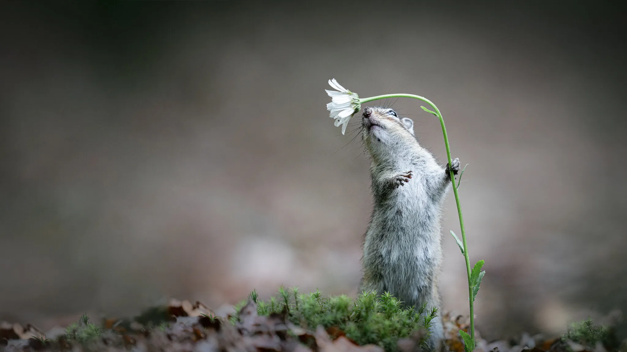 Curious Little Guy