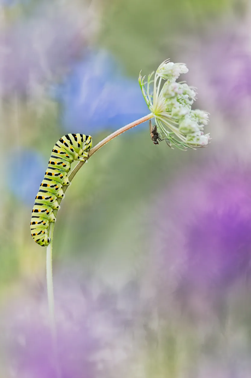 Entry 3000541