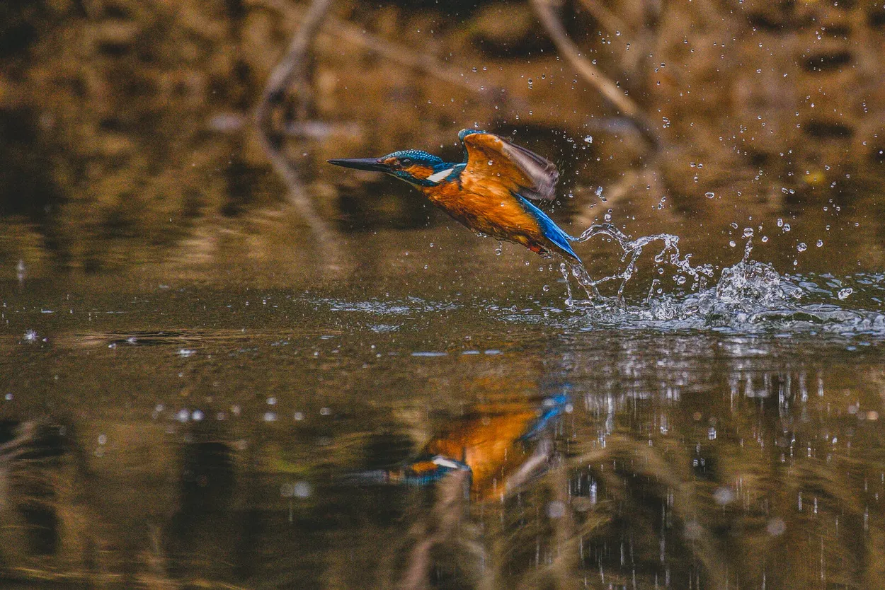 Entry 11977022