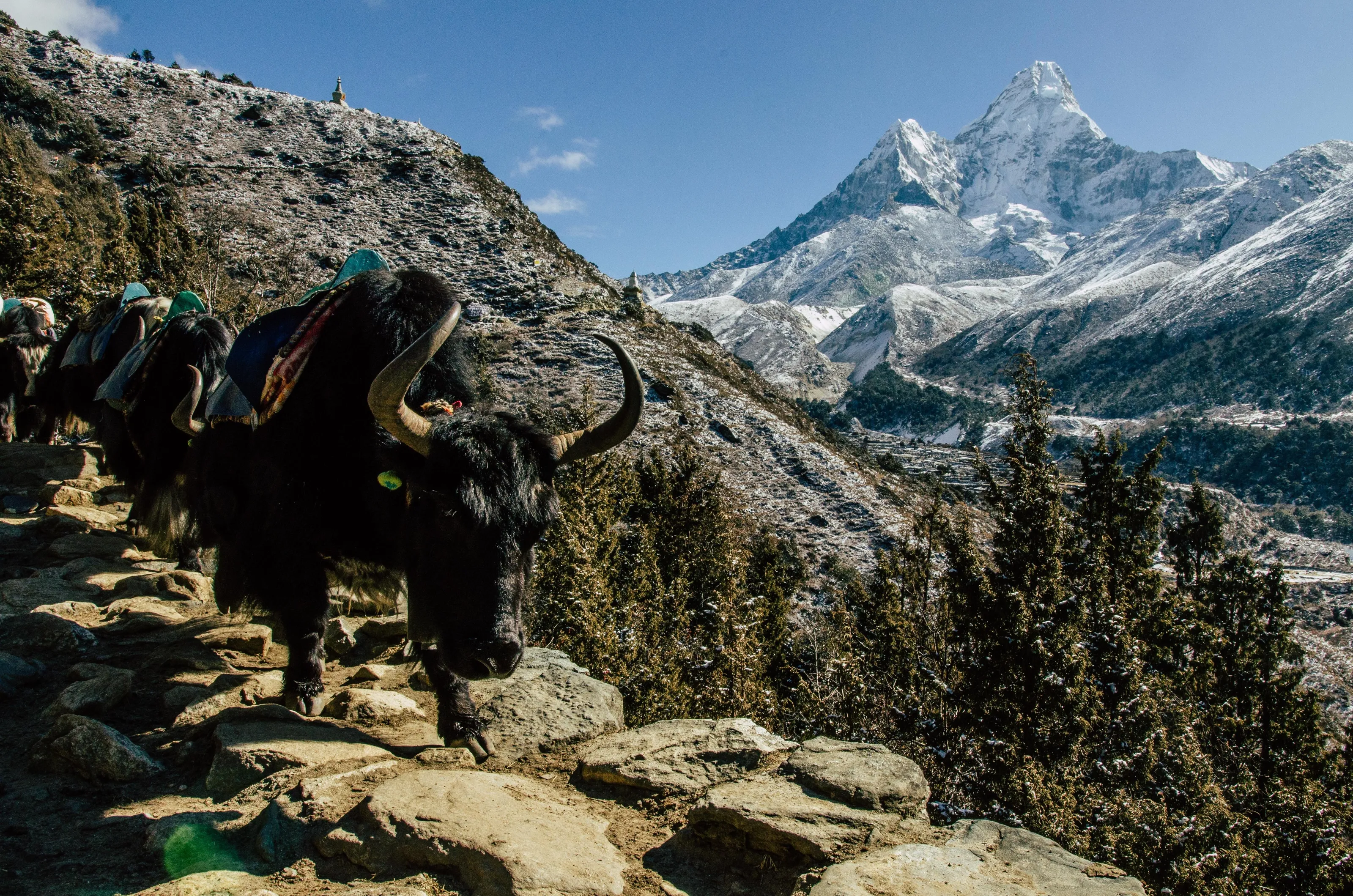 Ama Dablam and Yaks