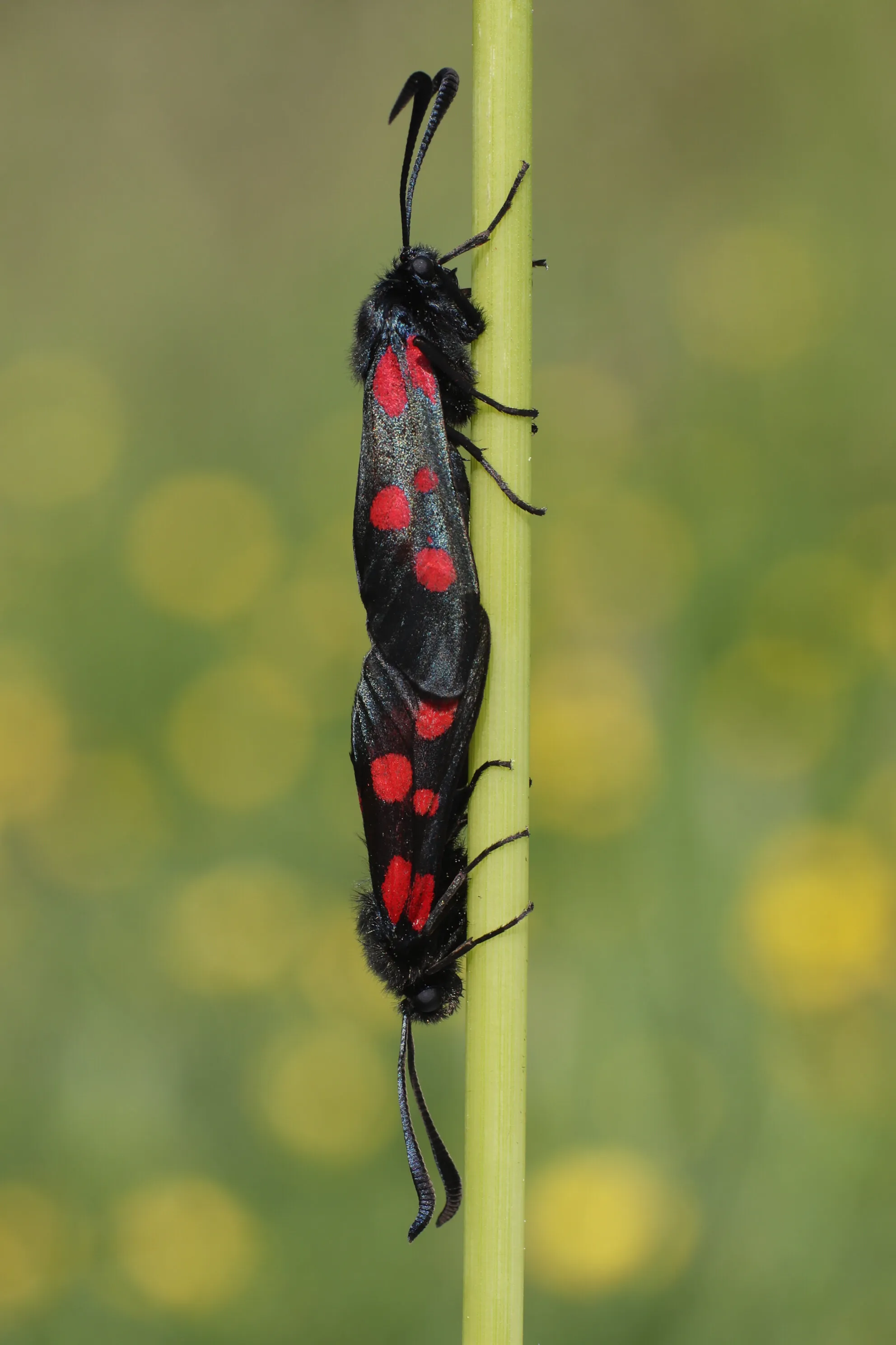 Burnett moths mating