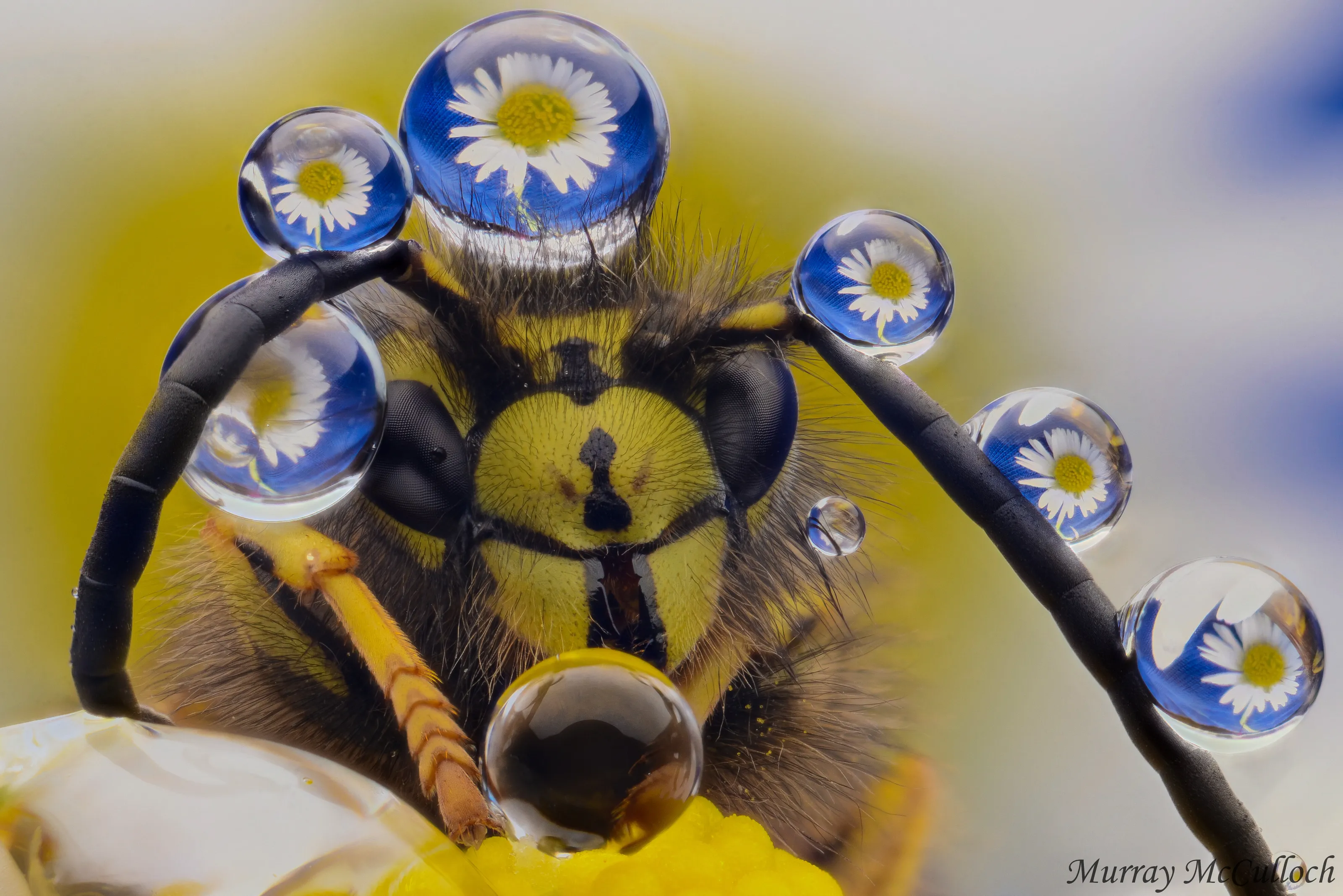 Wasp Bling