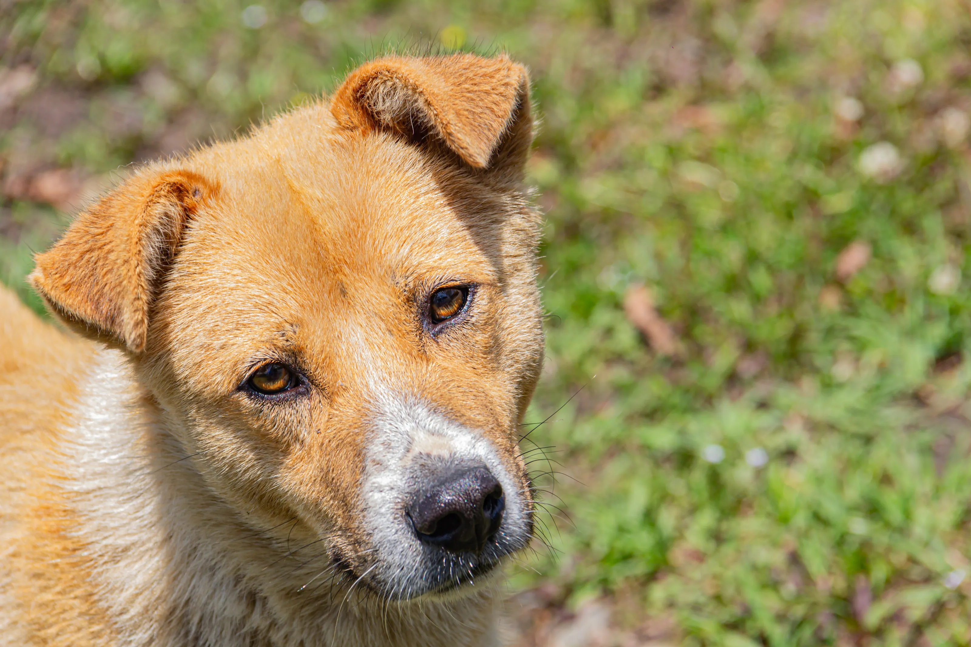 The stray dog