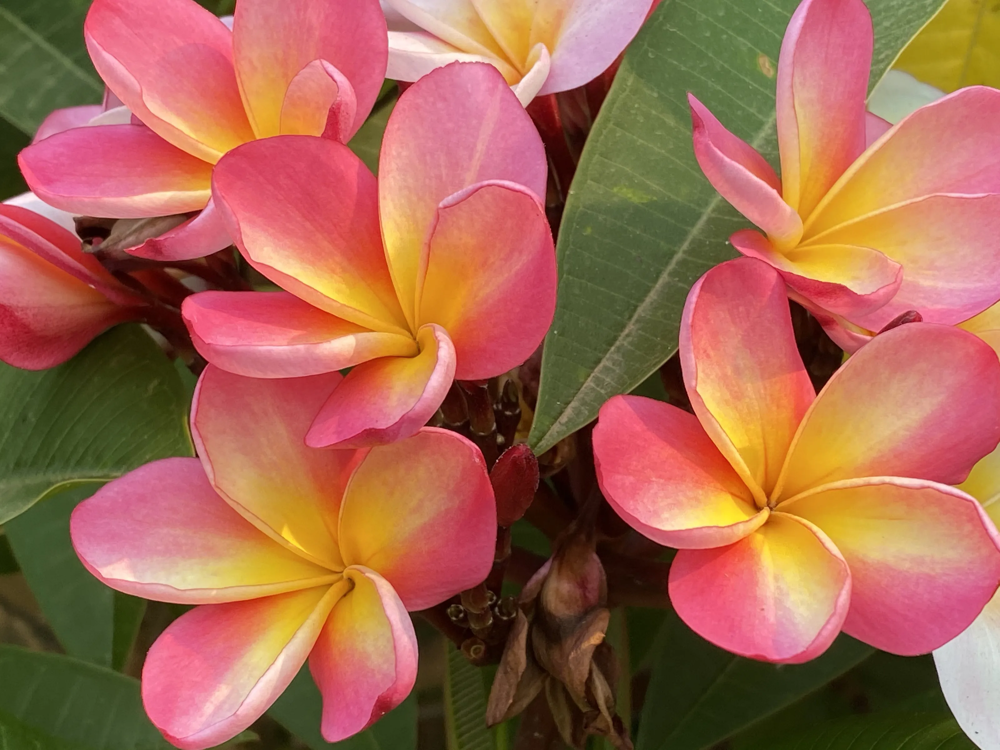 Pink Frangipani in my garden