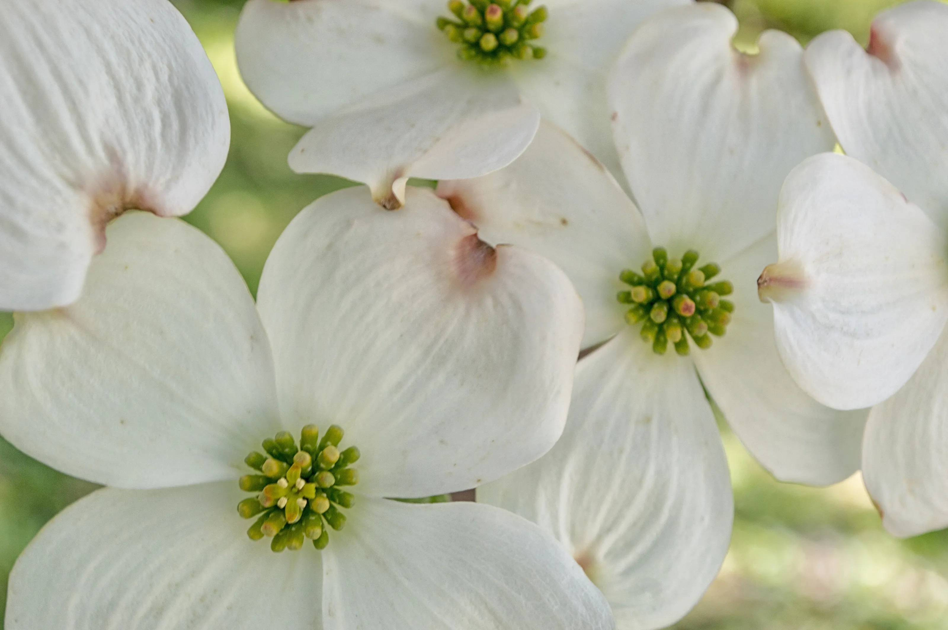 Dogwood Blooms