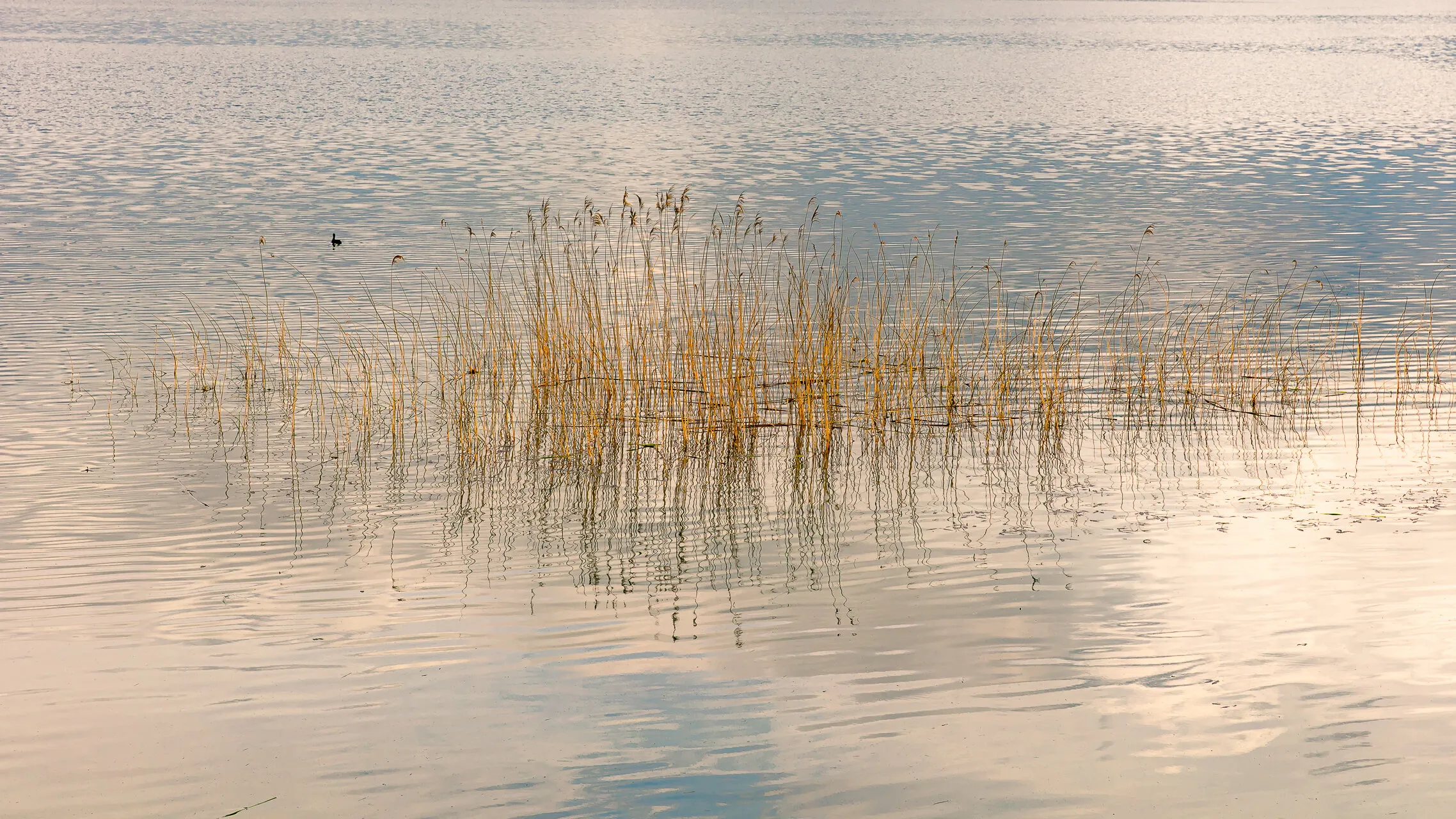 Roseaux et reflets
