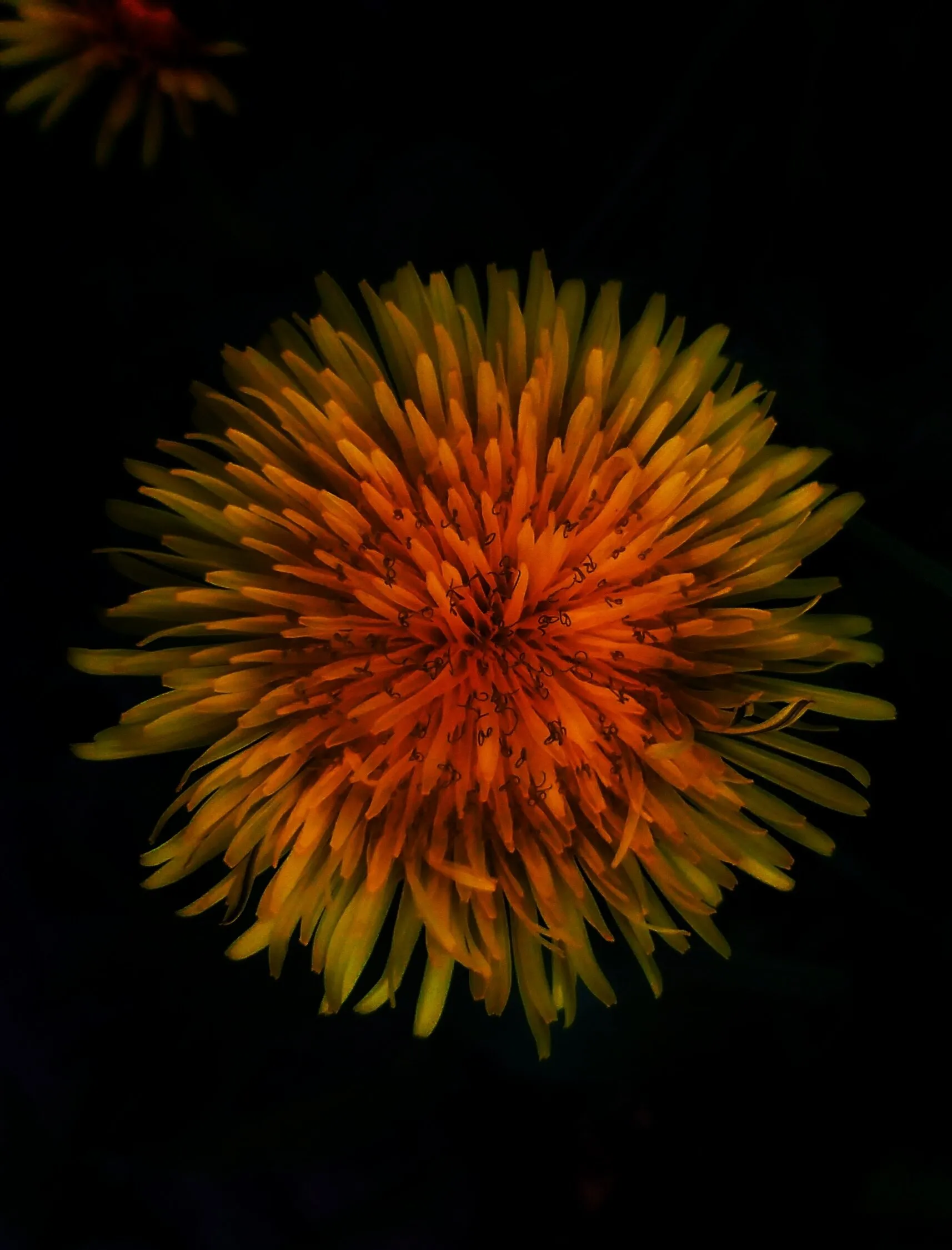 Night dandelion
