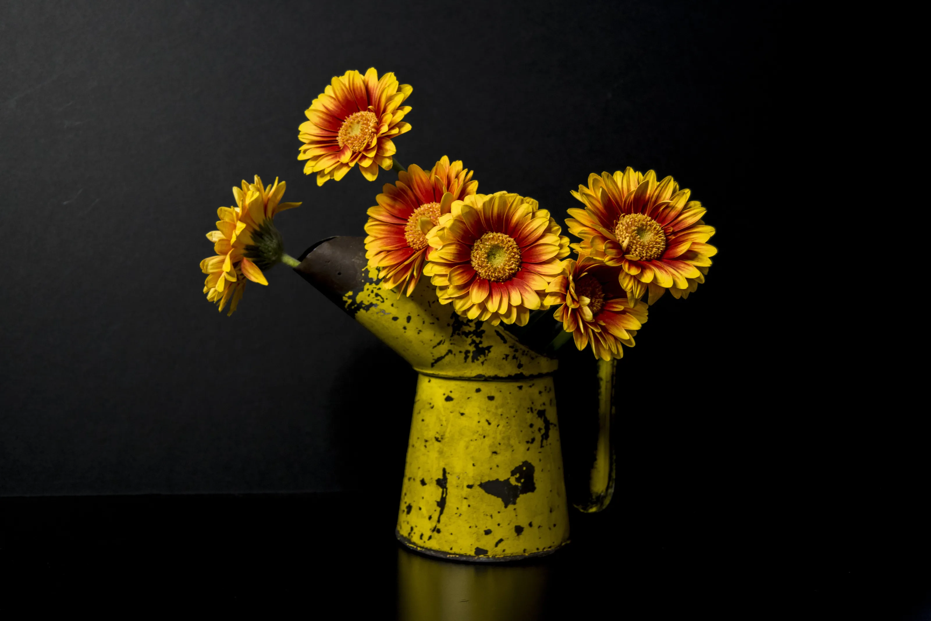 Orange gerberas in an old yellow oil can