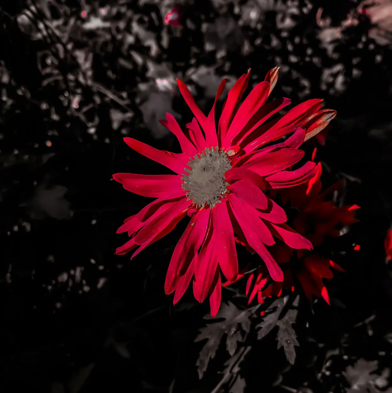 Entry 6765517